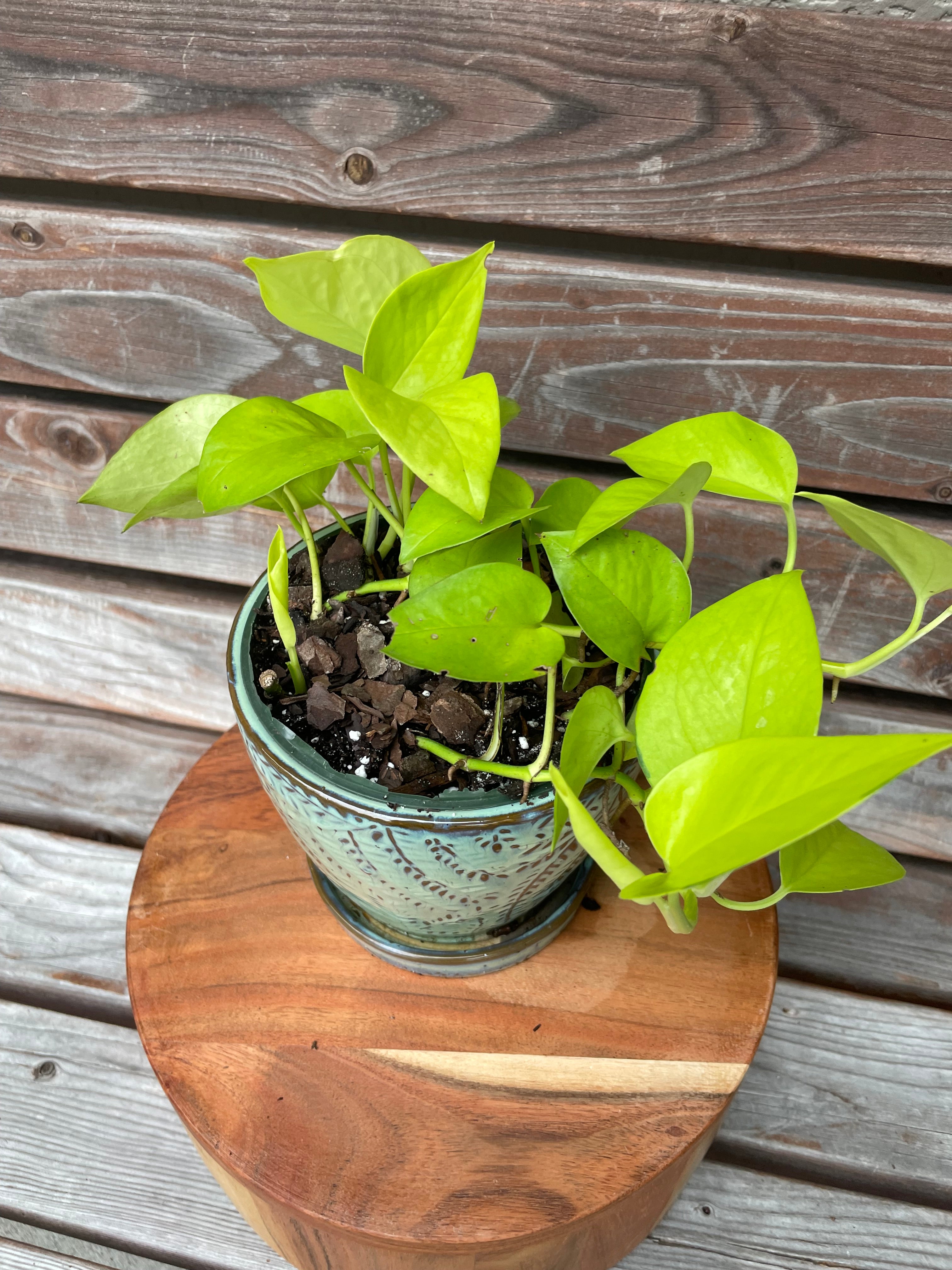 Neon Pothos ONLY AVAILABLE INSIDE MUDSLIDE COFFEE