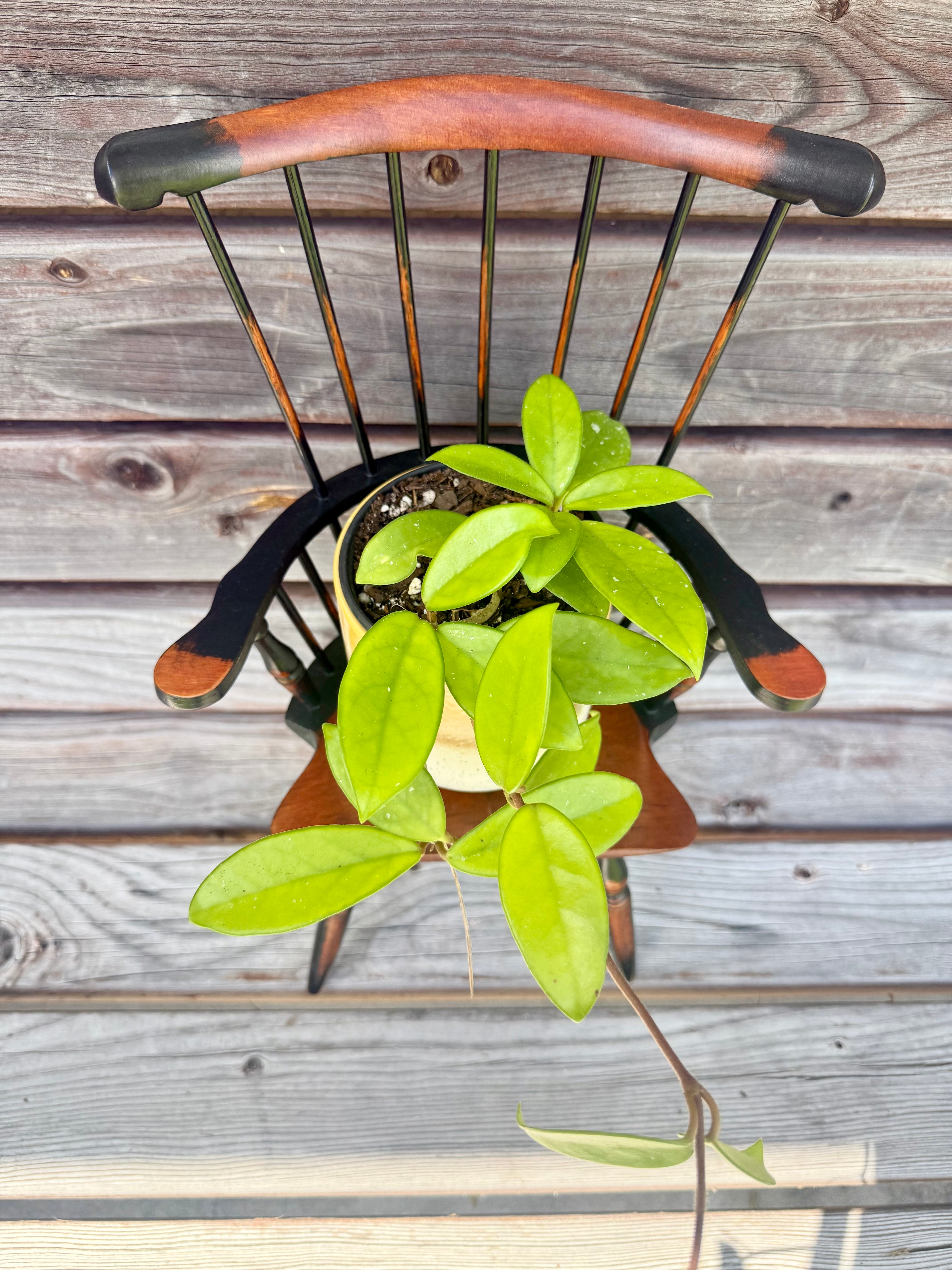 Hoya Carnosa in decorative pot- ONLY AVAILABLE AT ORANGE BLOSSOM COFFEE