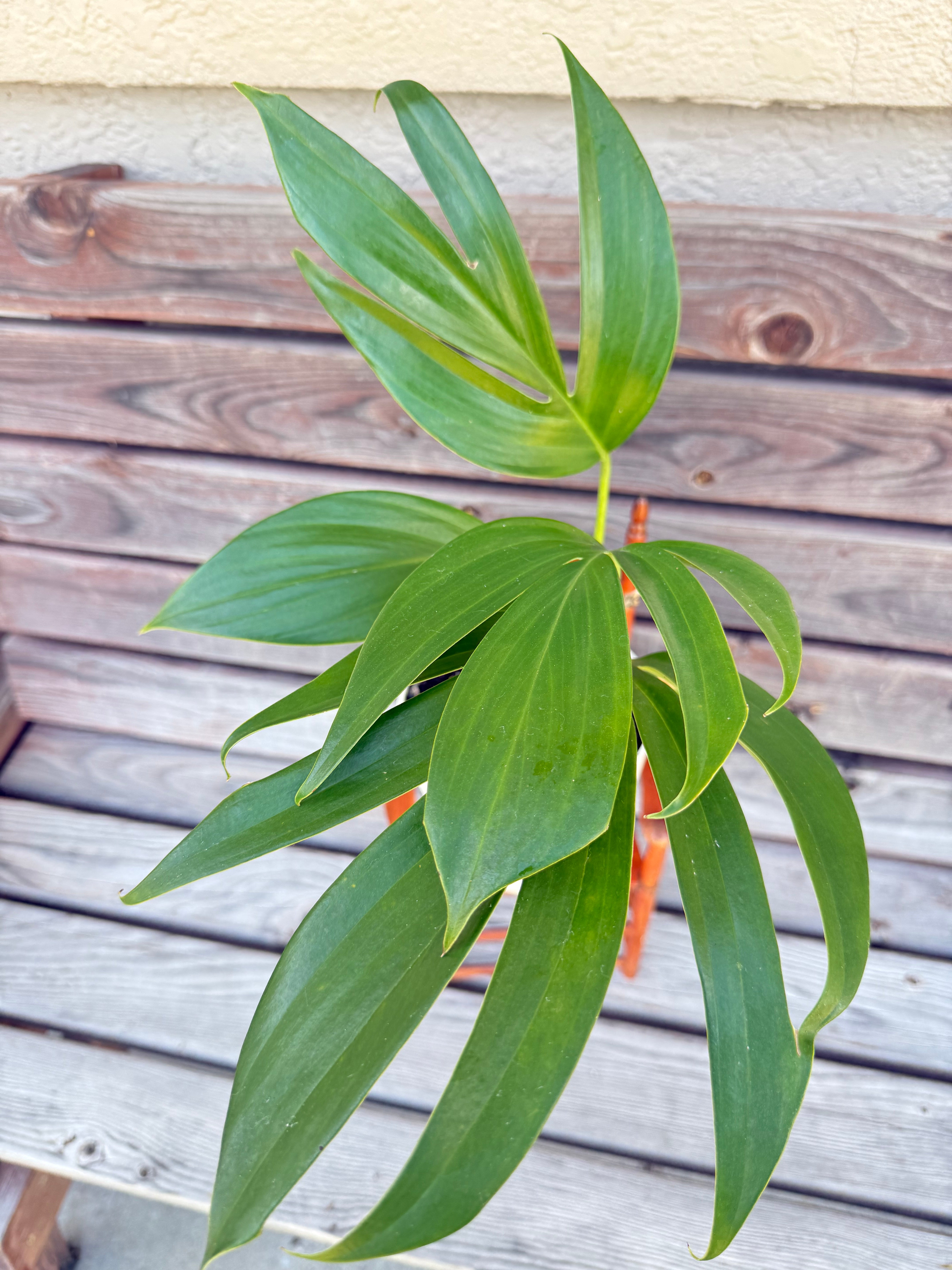 Rhaphidophora decursiva aka Dragon's tail in 6-inch pot-ONLY AVAILABLE AT ORANGE BLOSSOM COFFEE