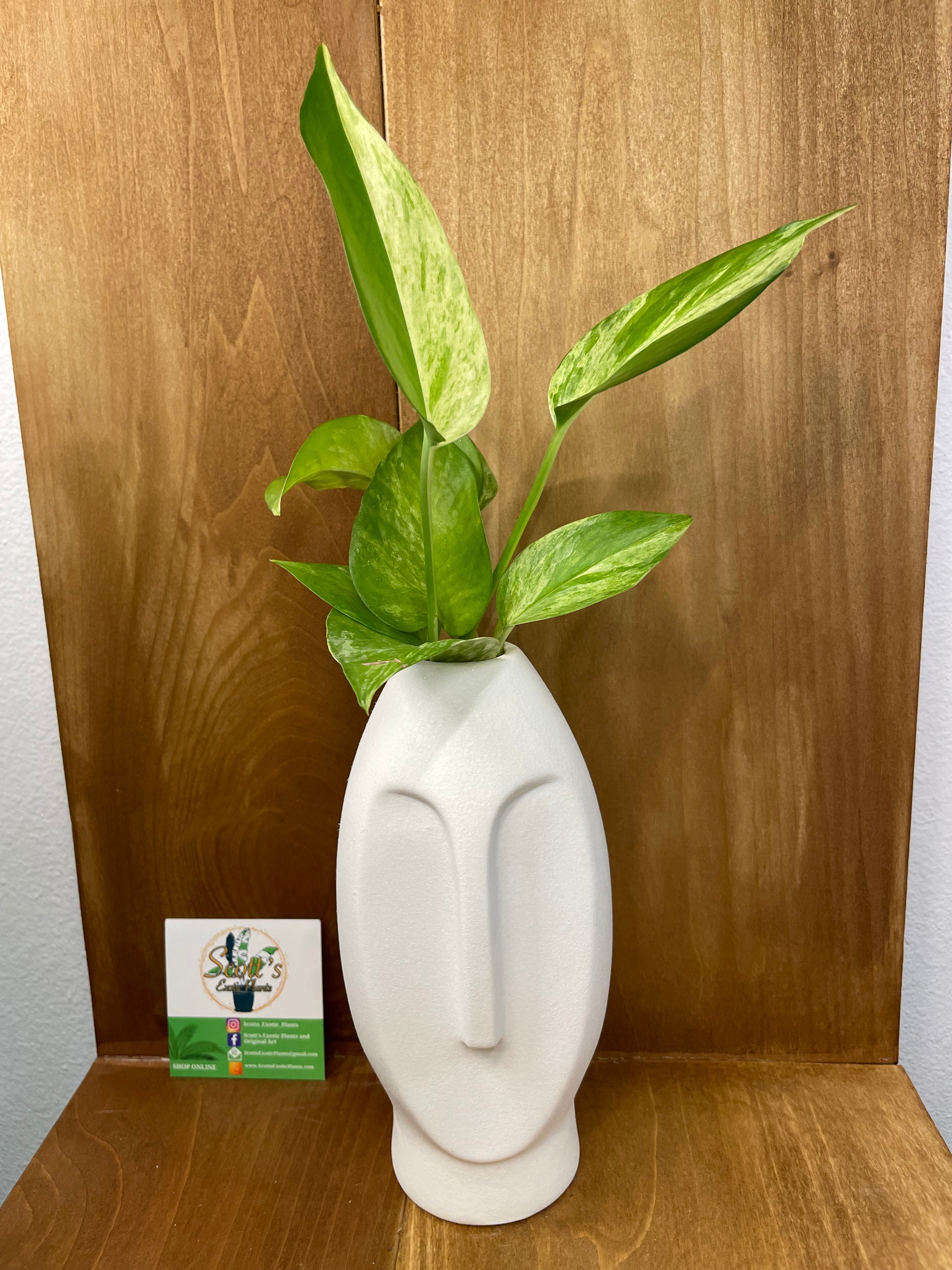 Marble Queen Pothos in water prop stand- ONLY AVAILABLE INSIDE ORANGE BLOSSOM COFFEE