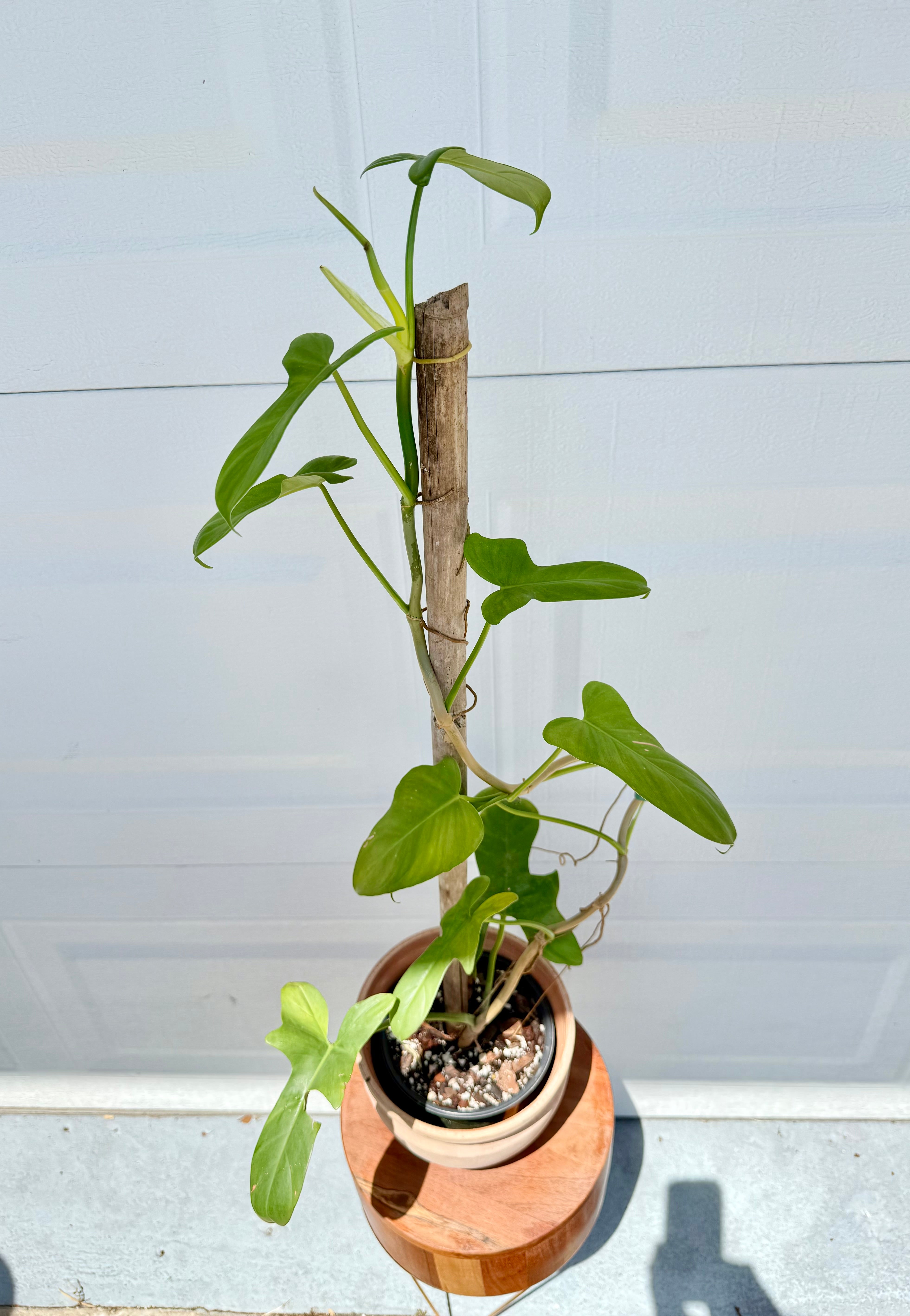 Philodendron bipennifolium (horse head)in Decorative Pot
