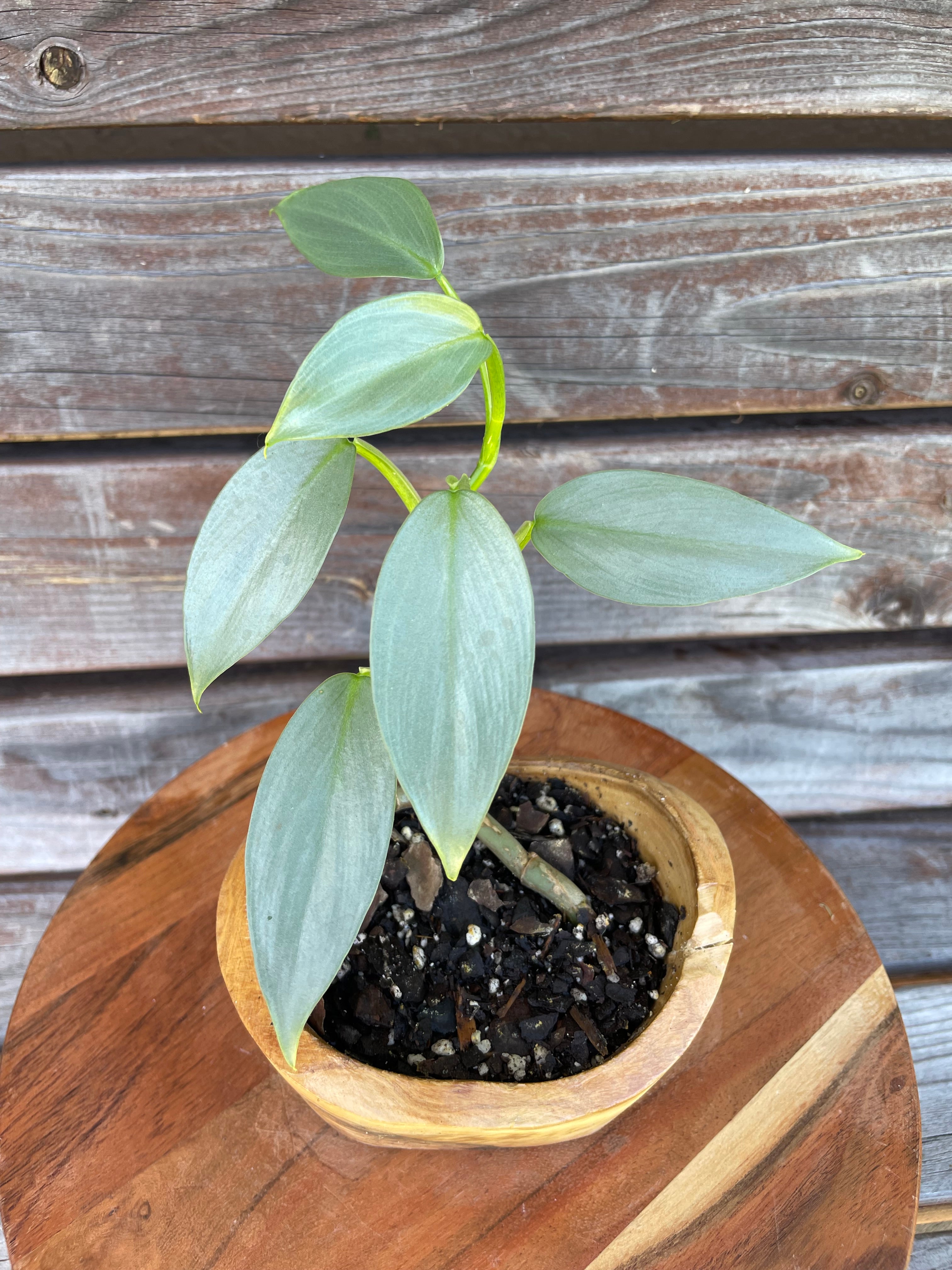 Philodendron Silver Sword in bonsai planter- ONLY AVAILABLE AT ORANGE BLOSSOM COFFEE