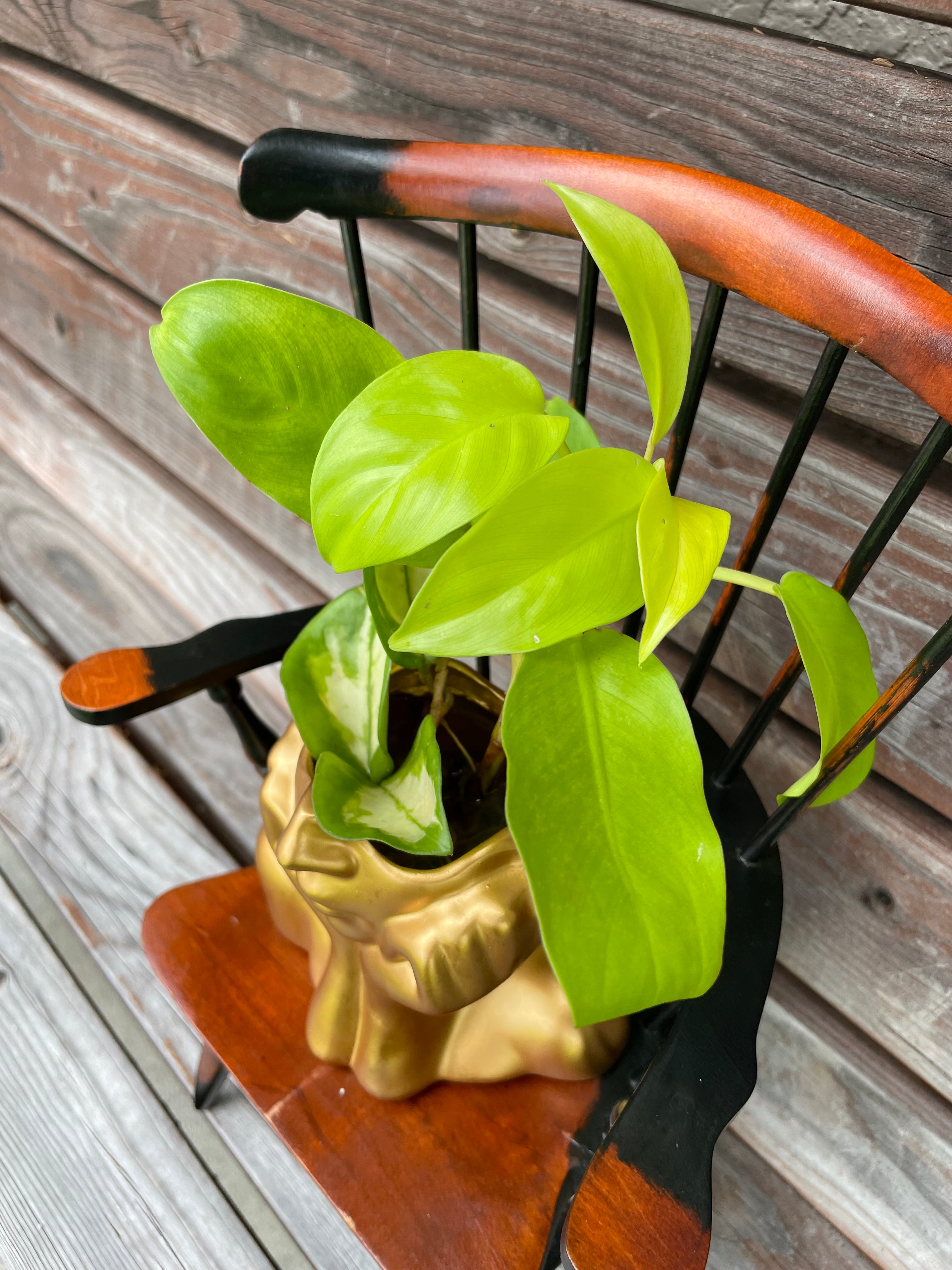 Philodendron Lemon Lime & Hoya Krimson Princess in water propagation stand- ONLY AVAILABLE AT MUDSLIDE COFFEE