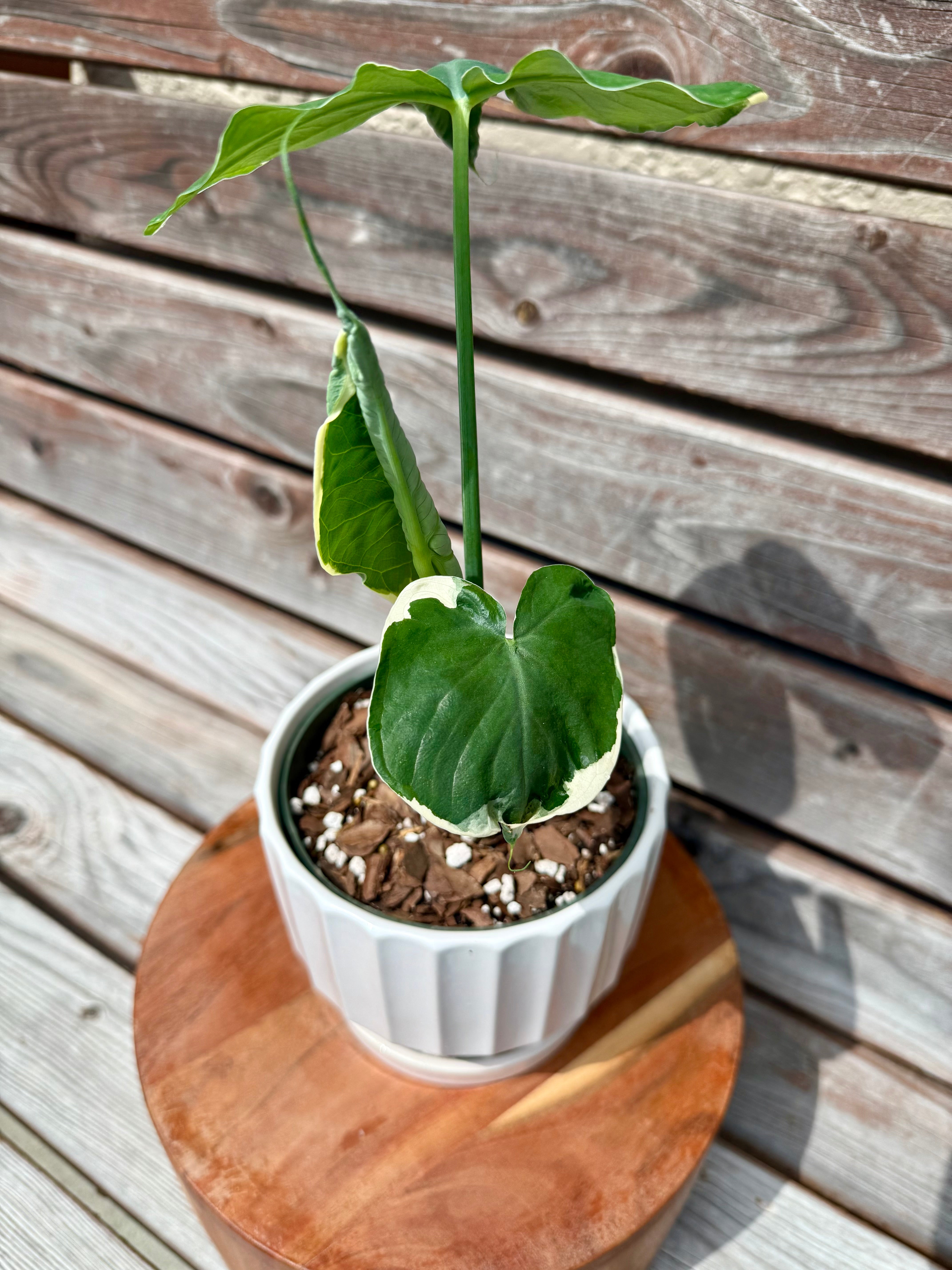 Alocasia Mickey Mouse aka Xanthosoma Variegata in ceramic planter-ONLYA AVAILABLE AT BANYAN COFFEE