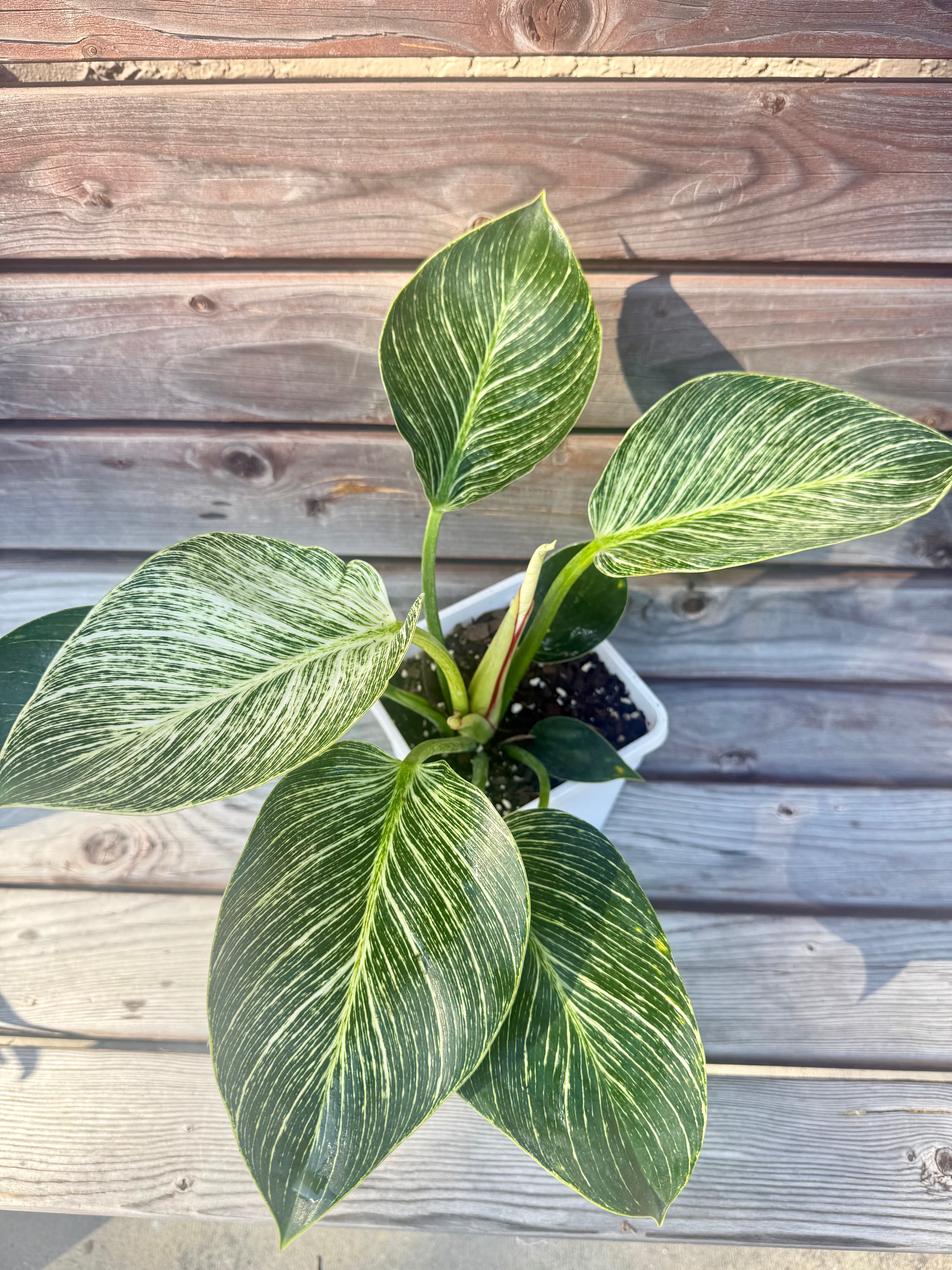 Philodendron Birkin- ONLY AVAILABLE AT BANYAN COFFEE