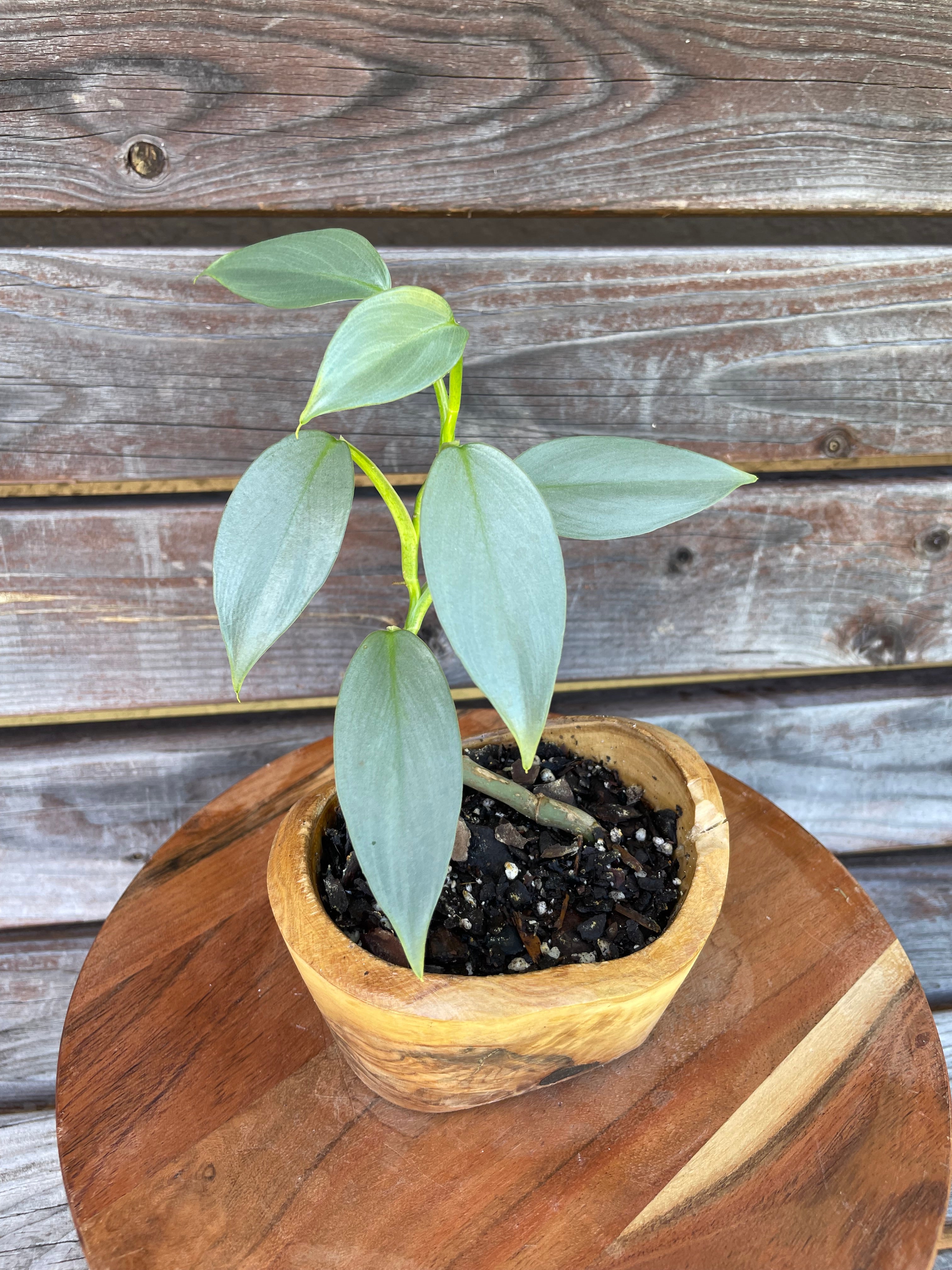 Philodendron Silver Sword in bonsai planter- ONLY AVAILABLE AT ORANGE BLOSSOM COFFEE