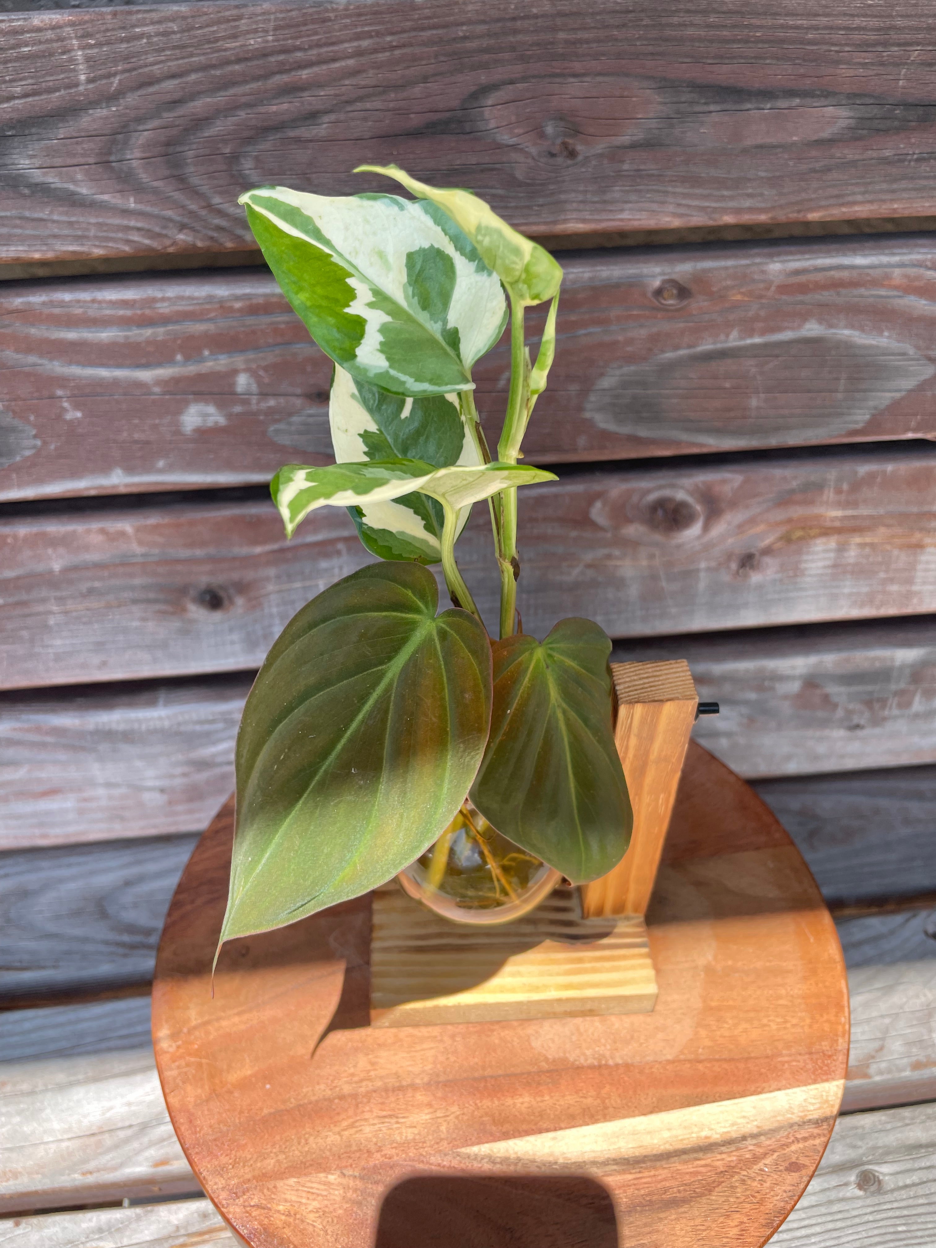 Philodendron Micans AND Pothos N'joy,  Cuttings in Propagation Stand- ONLY AVAILABLE INSIDE ORANGE BLOSSOM COFFEE