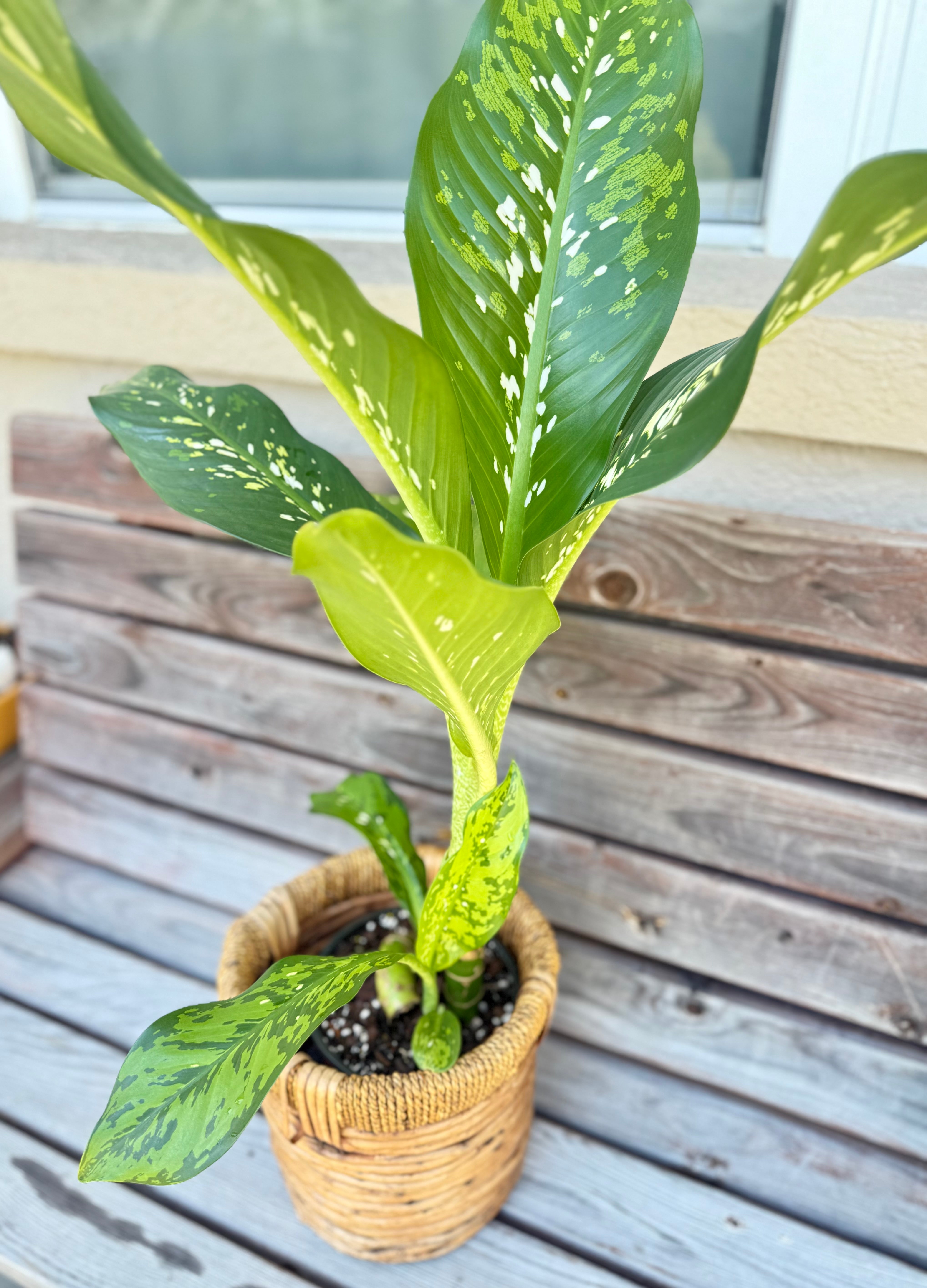Dieffenbachia Crocodile in basket- ONLY AVAILABLE AT ORANGE BLOSSOM COFFEE