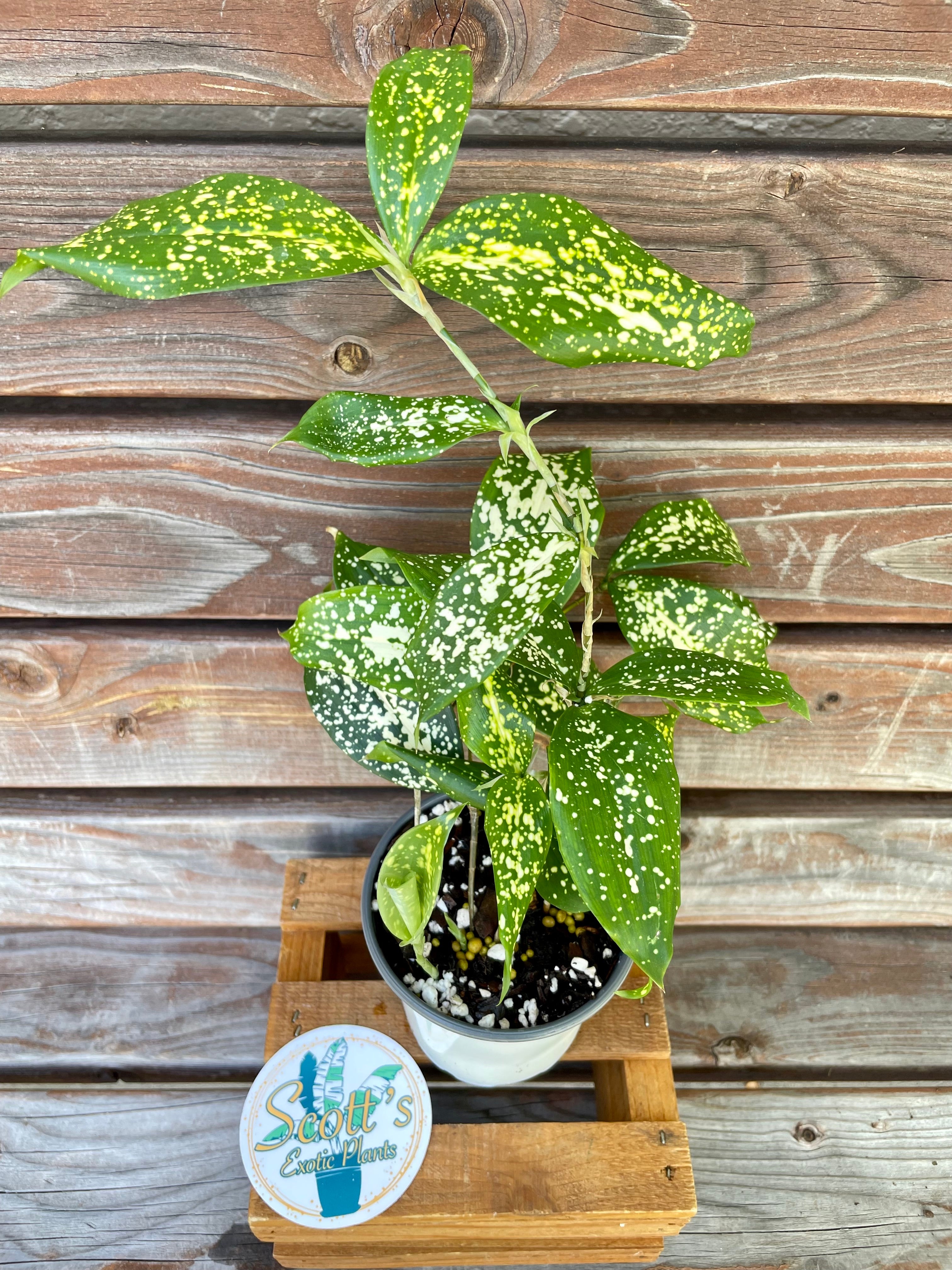 gold dust dracaena Dracaena surculosa 'Florida Beauty' aka Gold Dust