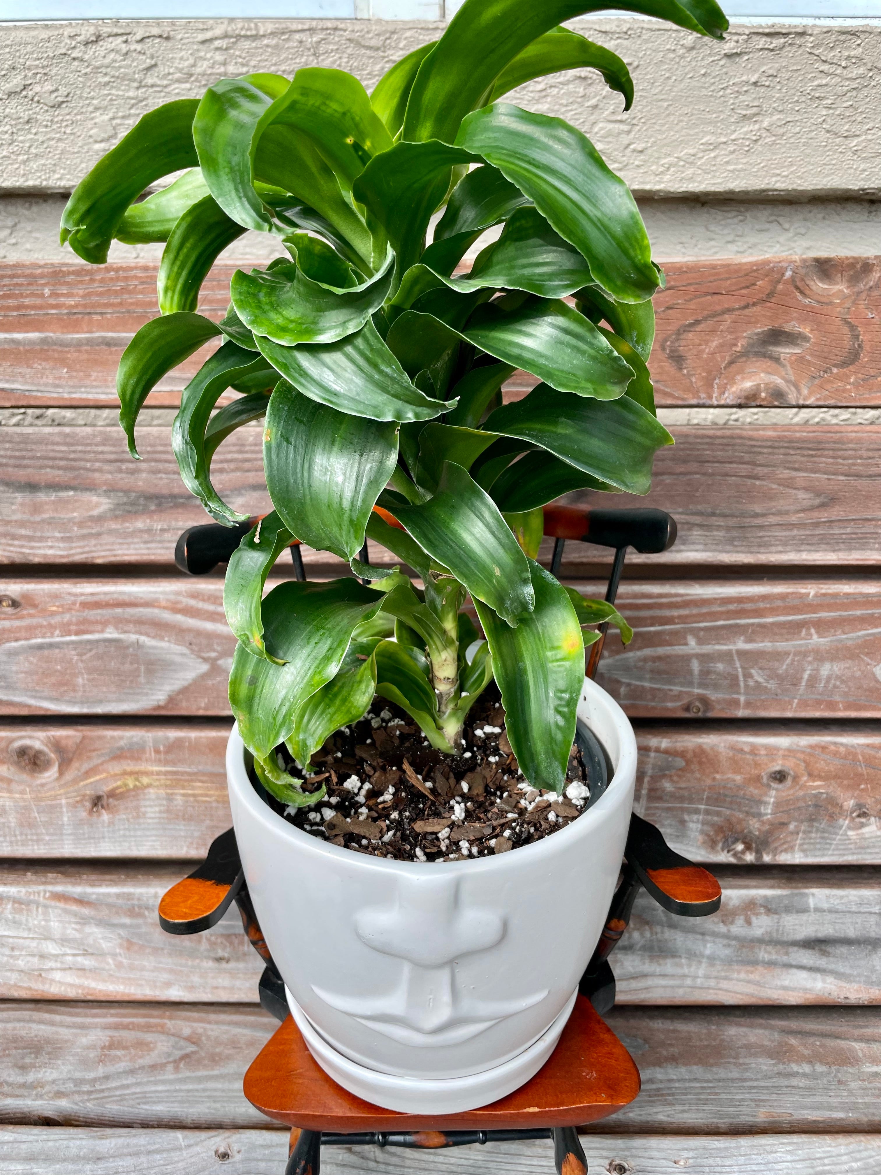 dracaena twister plant Dracaena Twister/ Tornado in Face Pot- ONLY AVAILABLE AT MUDSLIDE COFFEE