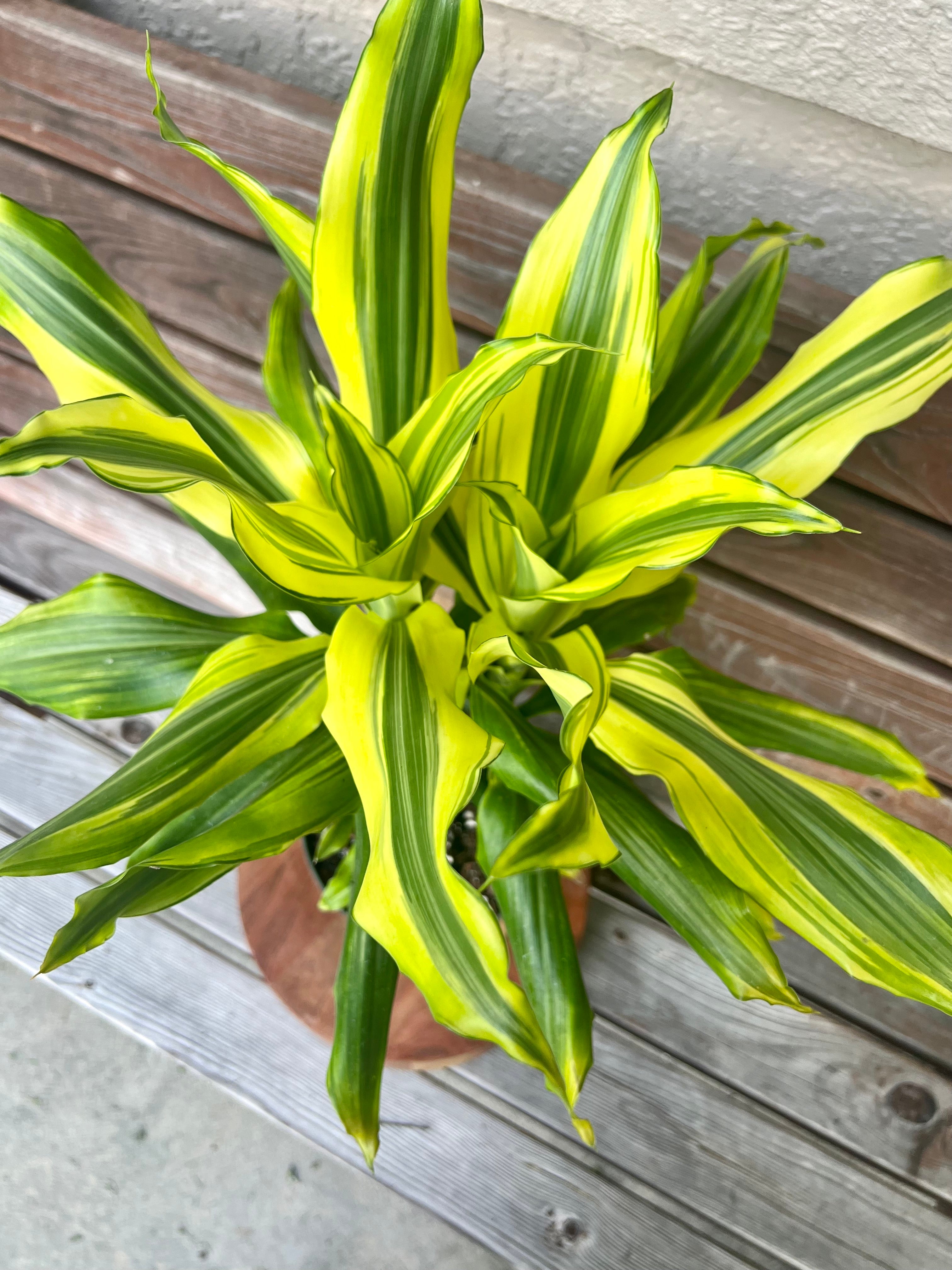 dracaena sol Dracaena 'Sol'- ONLY AVAILABLE AT MUDSLIDE COFFEE – Scott's Exotic Plants