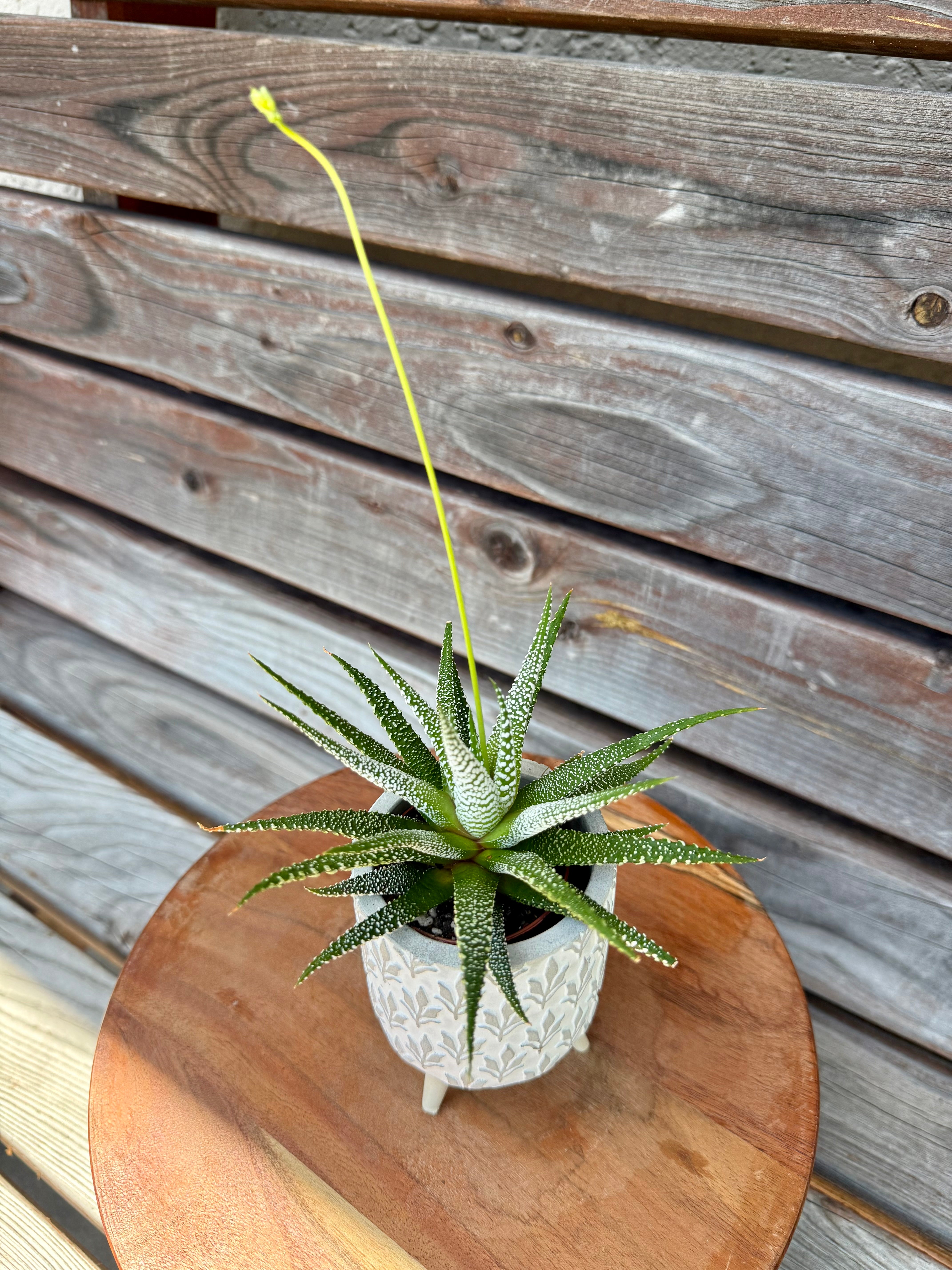 Haworthia Concolor in Cement Planter- ONLY AVAILABLE AT ORANGE