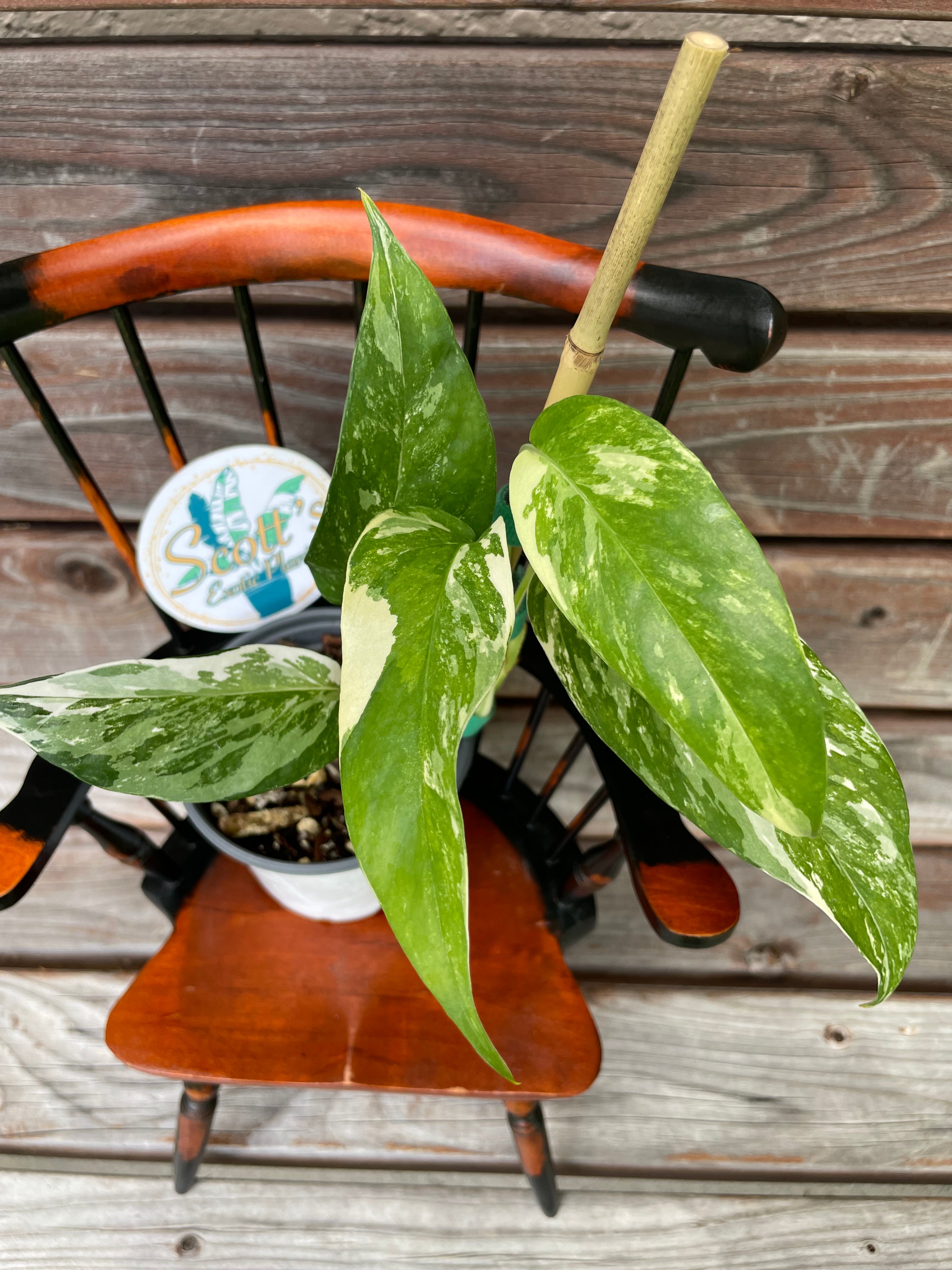 Variegated Epipremnum Pinnatum- ONLY AVAILABLE AT ORANGE BLOSSOM COFFEE