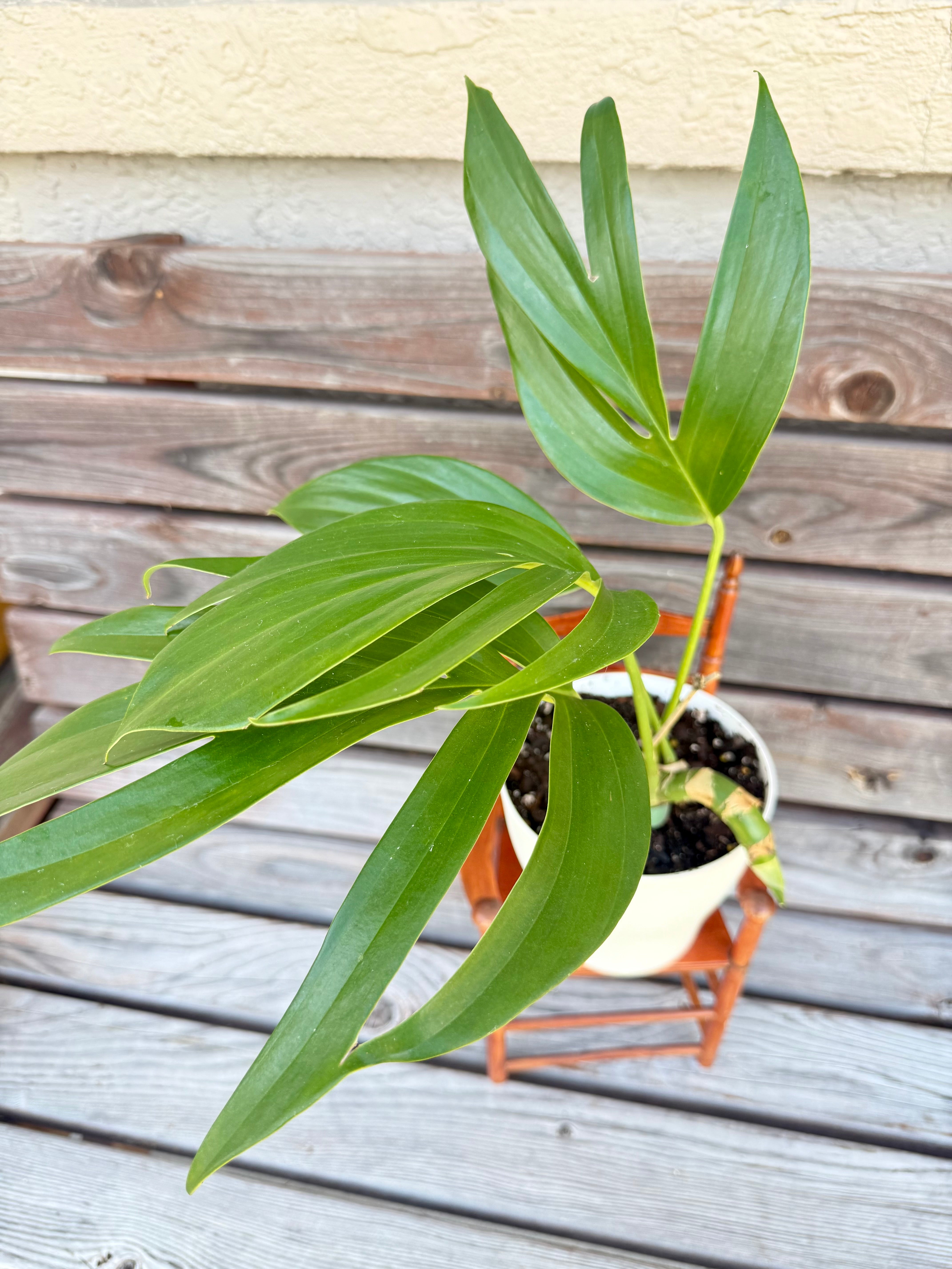 Rhaphidophora decursiva aka Dragon's tail in 6-inch pot-ONLY AVAILABLE AT ORANGE BLOSSOM COFFEE