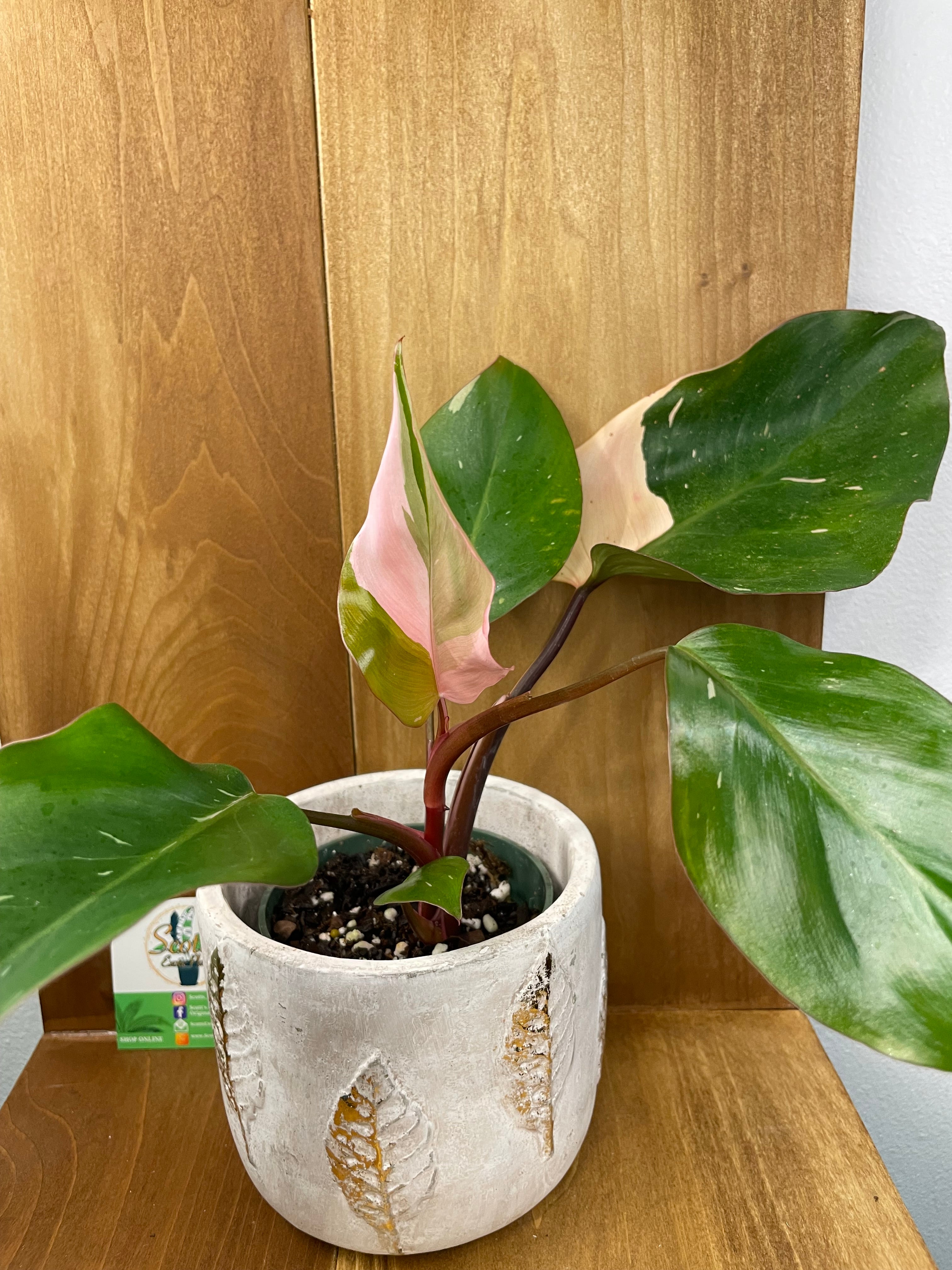 Philodendron Pink Princess in Gold Leaf Planter- ONLY AVAILABLE AT ORANGE BLOSSOM COFFEE