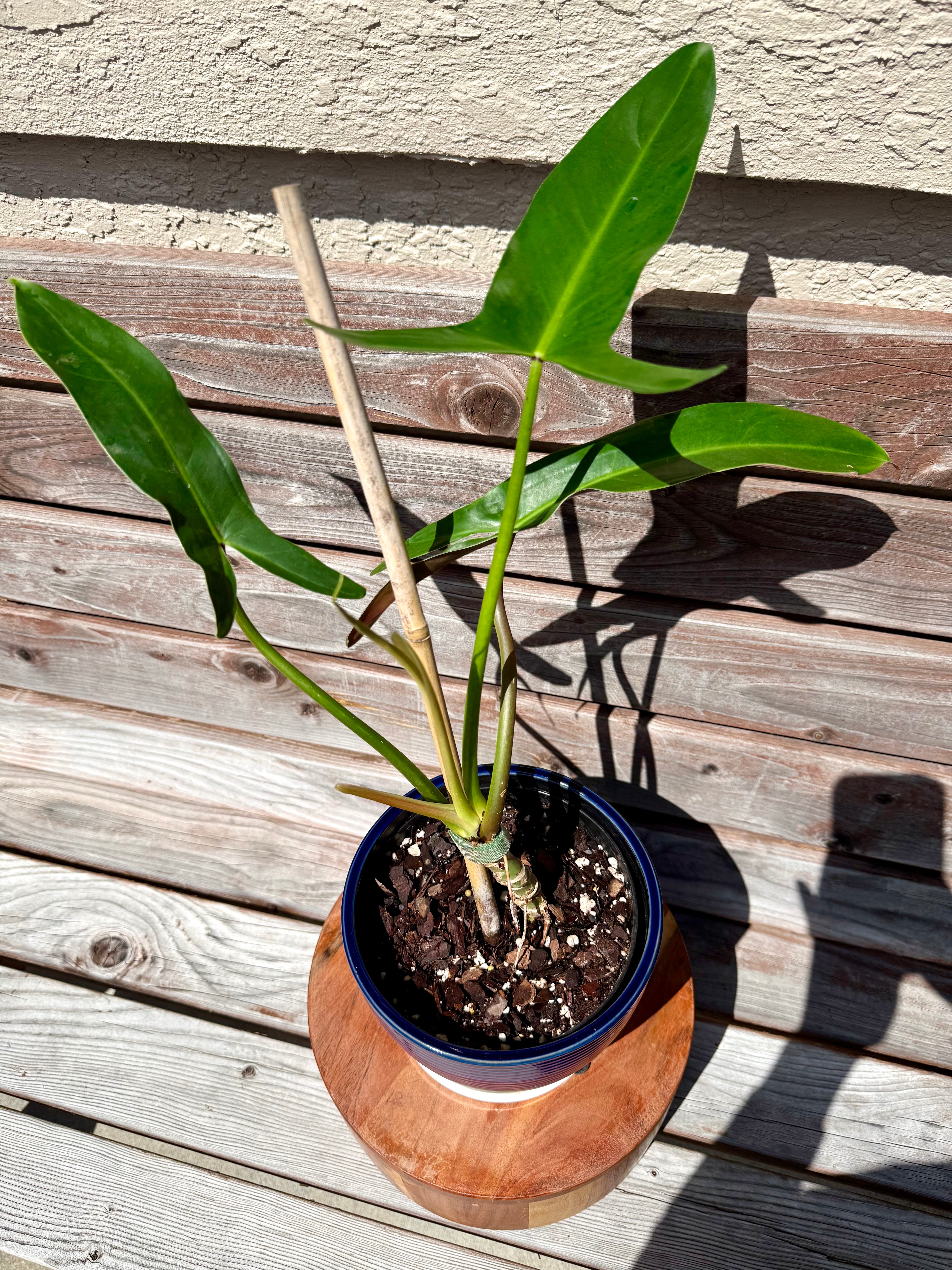 philodendron mexicanum plant Philodendron Mexicanum in ceramic pot- AVAILABLE ONLY at BANYAN COFFEE – Scott's Exotic Plants