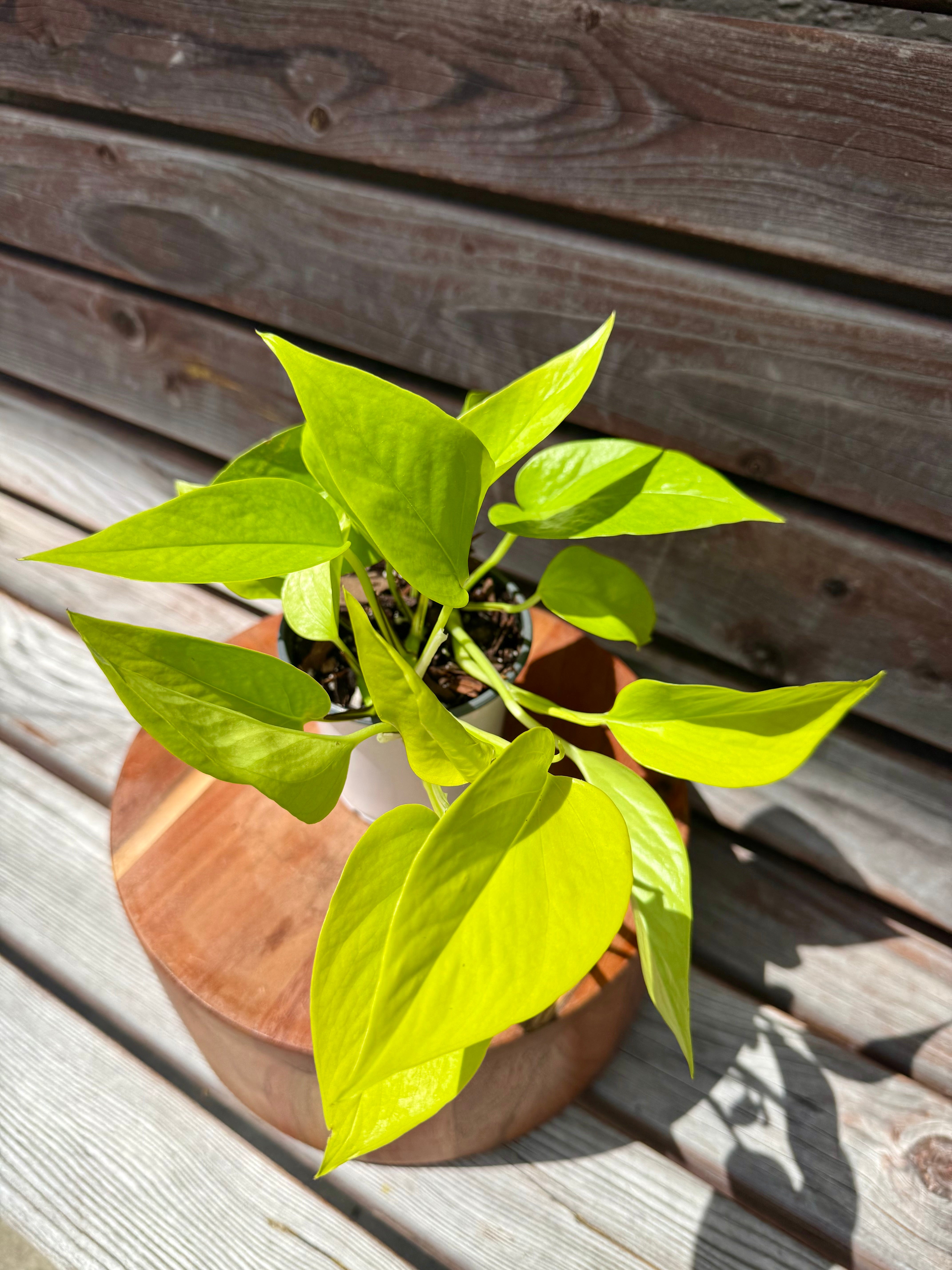 orange pothos Neon Pothos- ONLY AVAILABLE AT ORANGE BLOSSOM COFFEE