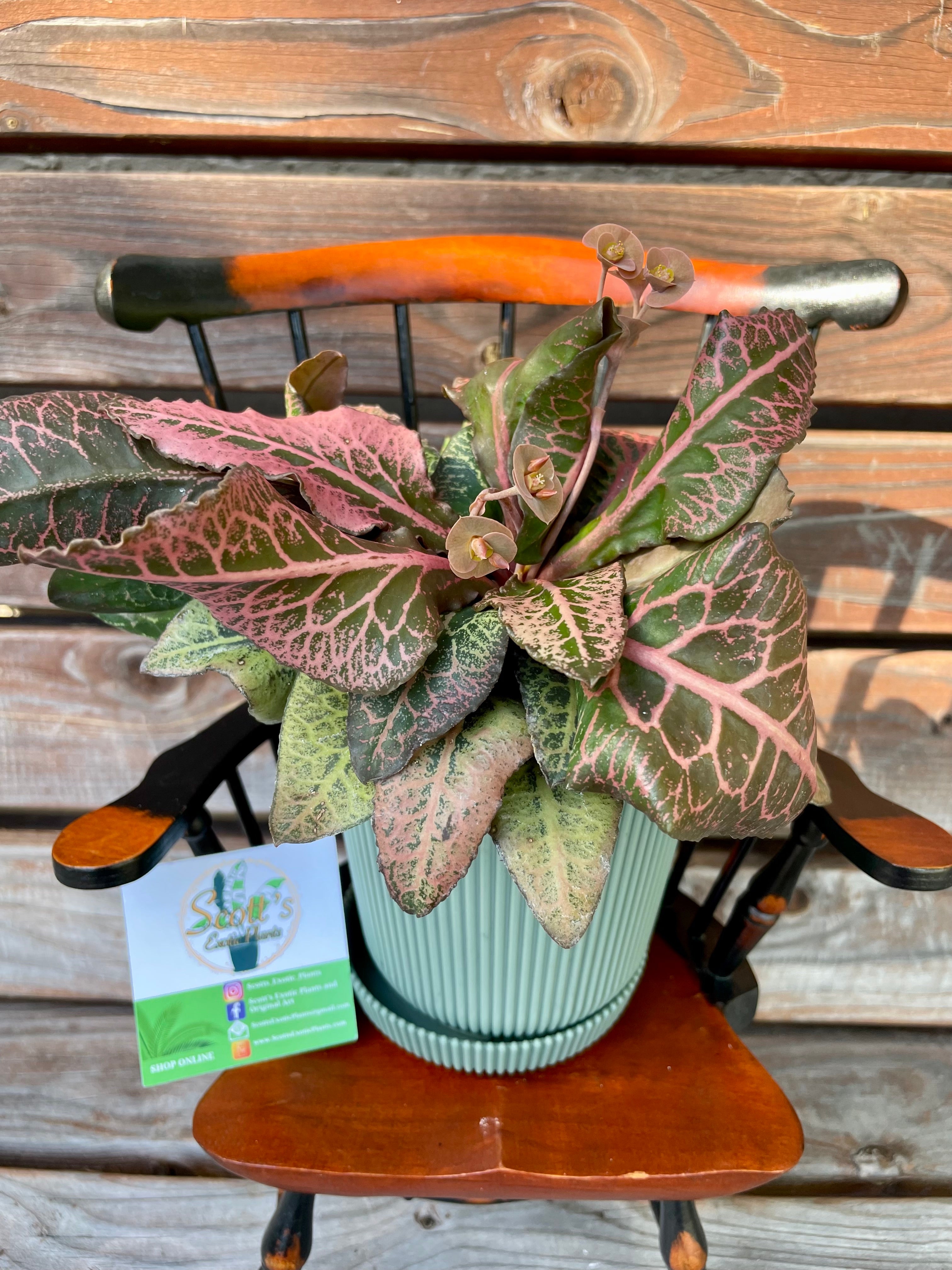 Euphorbia Francoisii Hybrid- ONLY AVAILABLE AT MUDSLIDE COFFEE