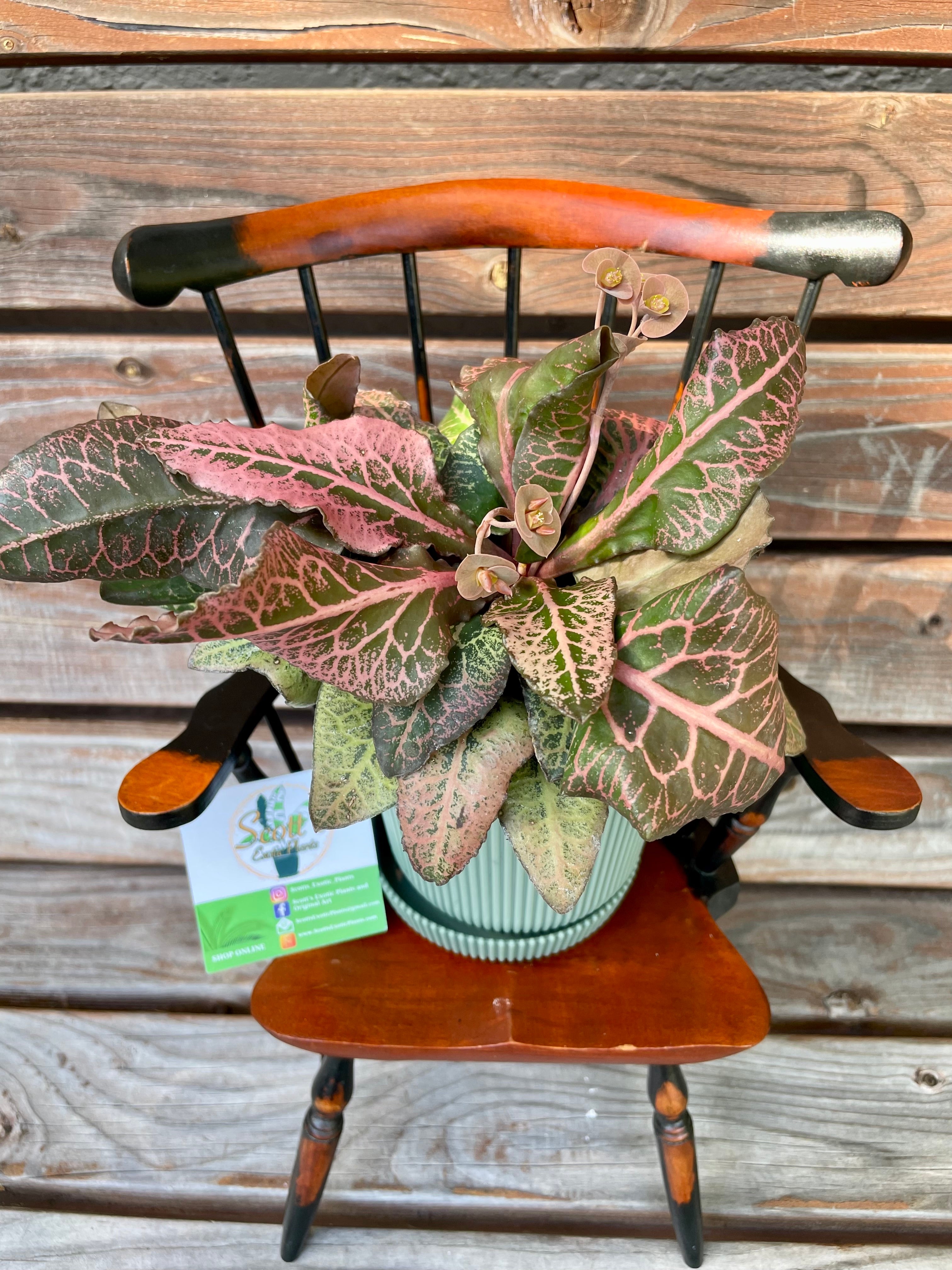 Euphorbia Francoisii Hybrid- ONLY AVAILABLE AT ORANGE BLOSSOM COFFEE