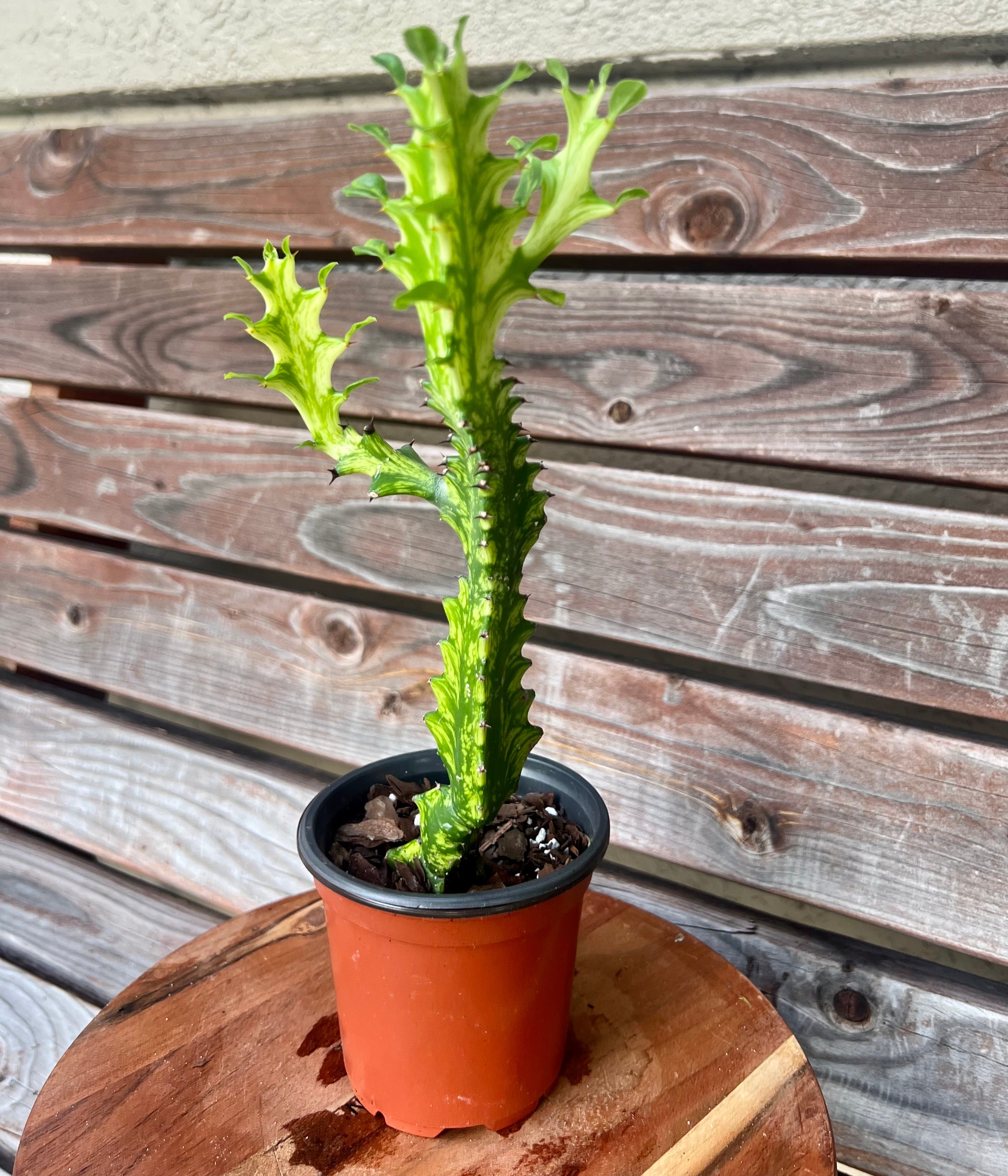 Euphorbia Trigona Variegated- ONLY AVAILABLE at MUDSLIDE COFFEE