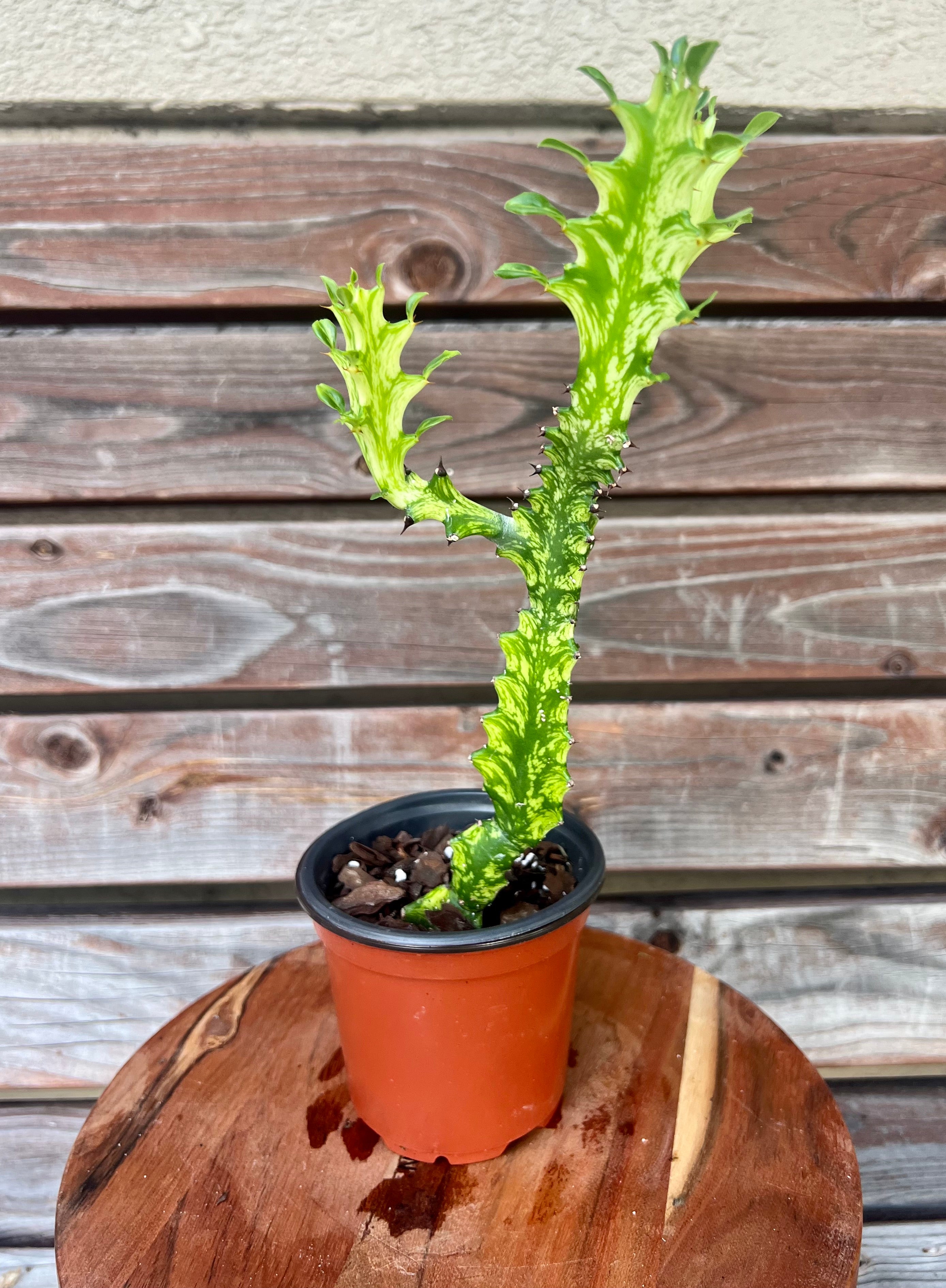 Euphorbia Trigona Variegated- ONLY AVAILABLE at MUDSLIDE COFFEE