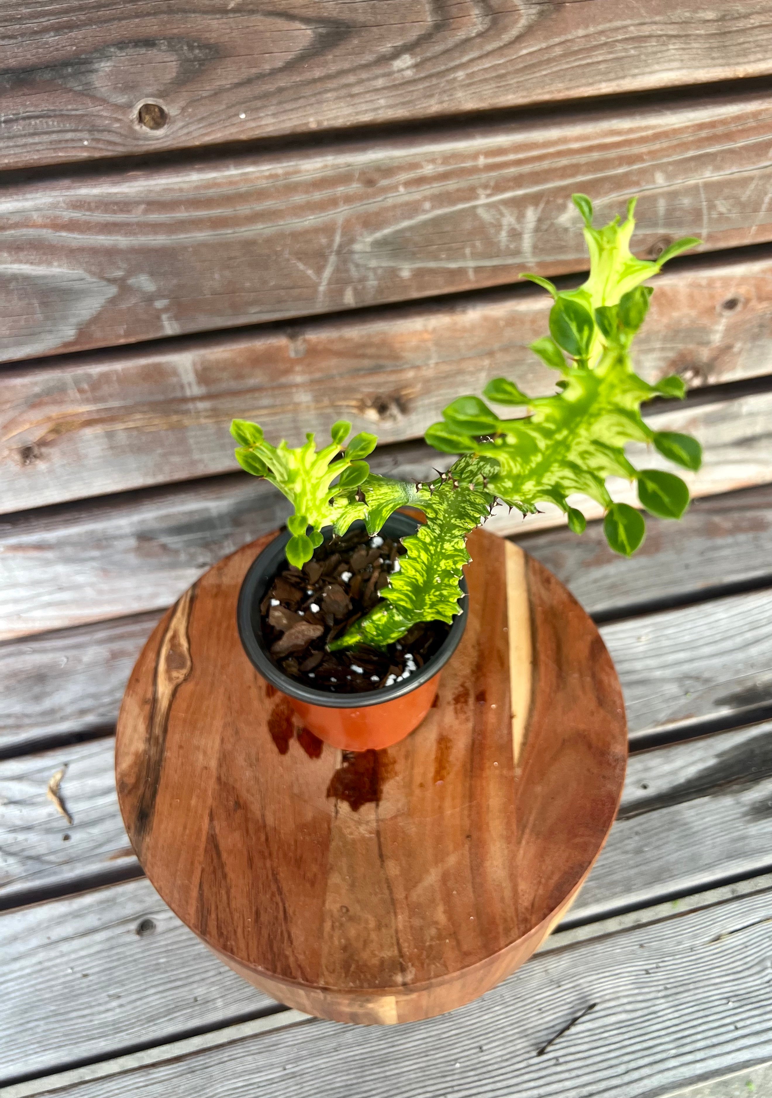 Euphorbia Trigona Variegated- ONLY AVAILABLE at MUDSLIDE COFFEE