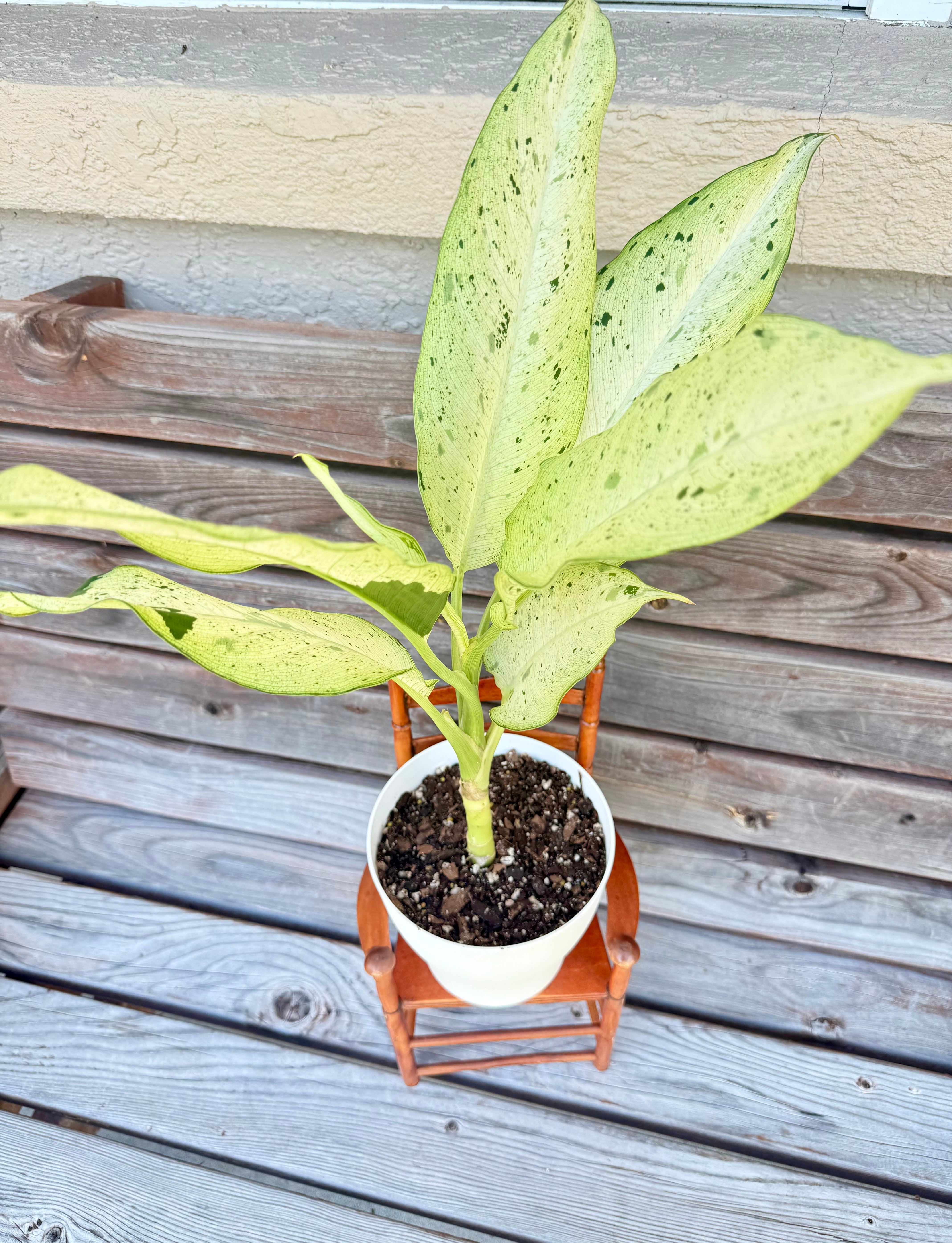 dieffenbachia bloom Dieffenbachia Camouflage- ONLY AVAILABLE AT ORANGE BLOSSOM COFFEE – Scott's Exotic Plants