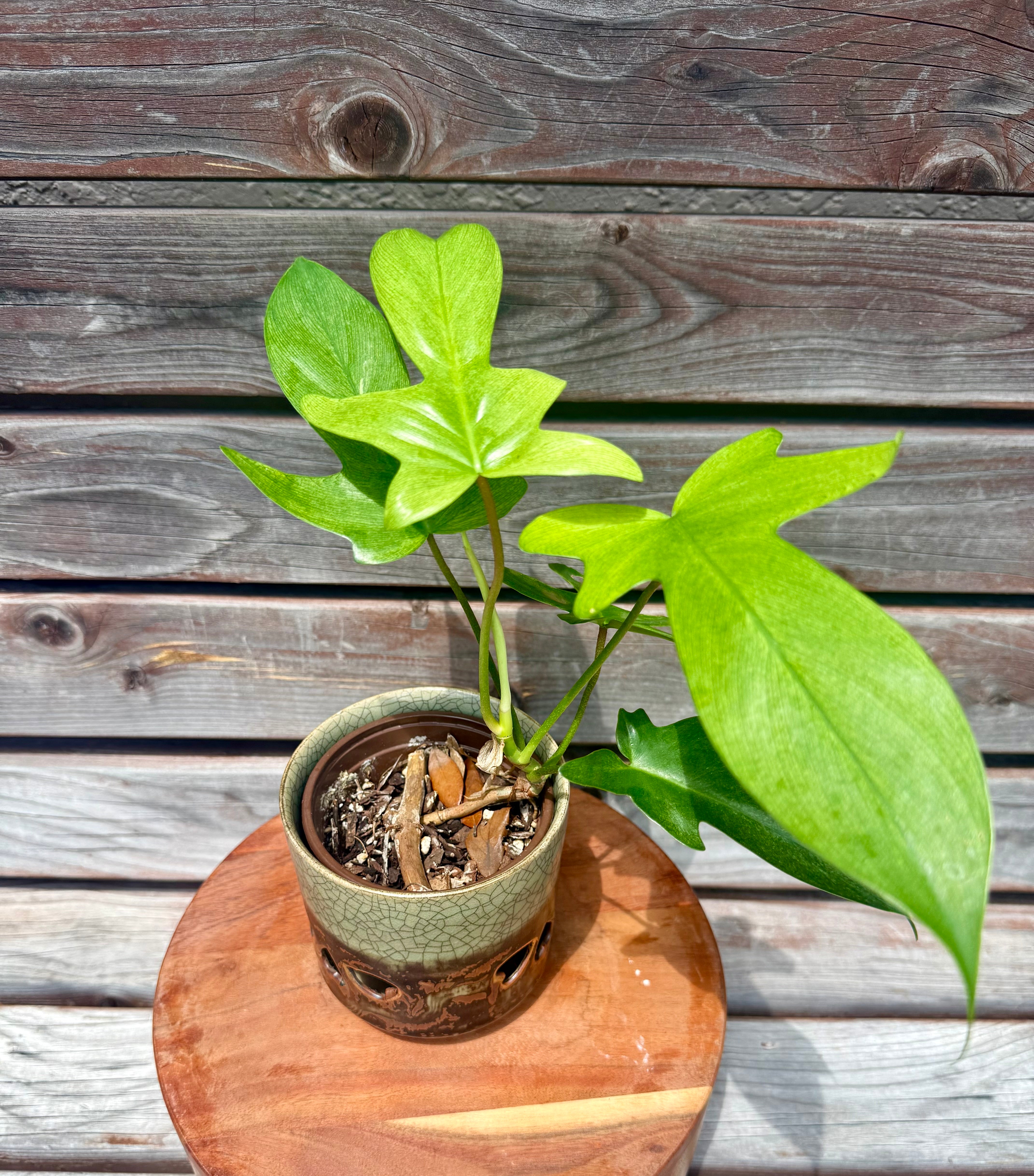 Philodendron Florida Ghost in ceramic pot- AVAILABLE ONLY at ORANGE BLOSSOM COFFEE