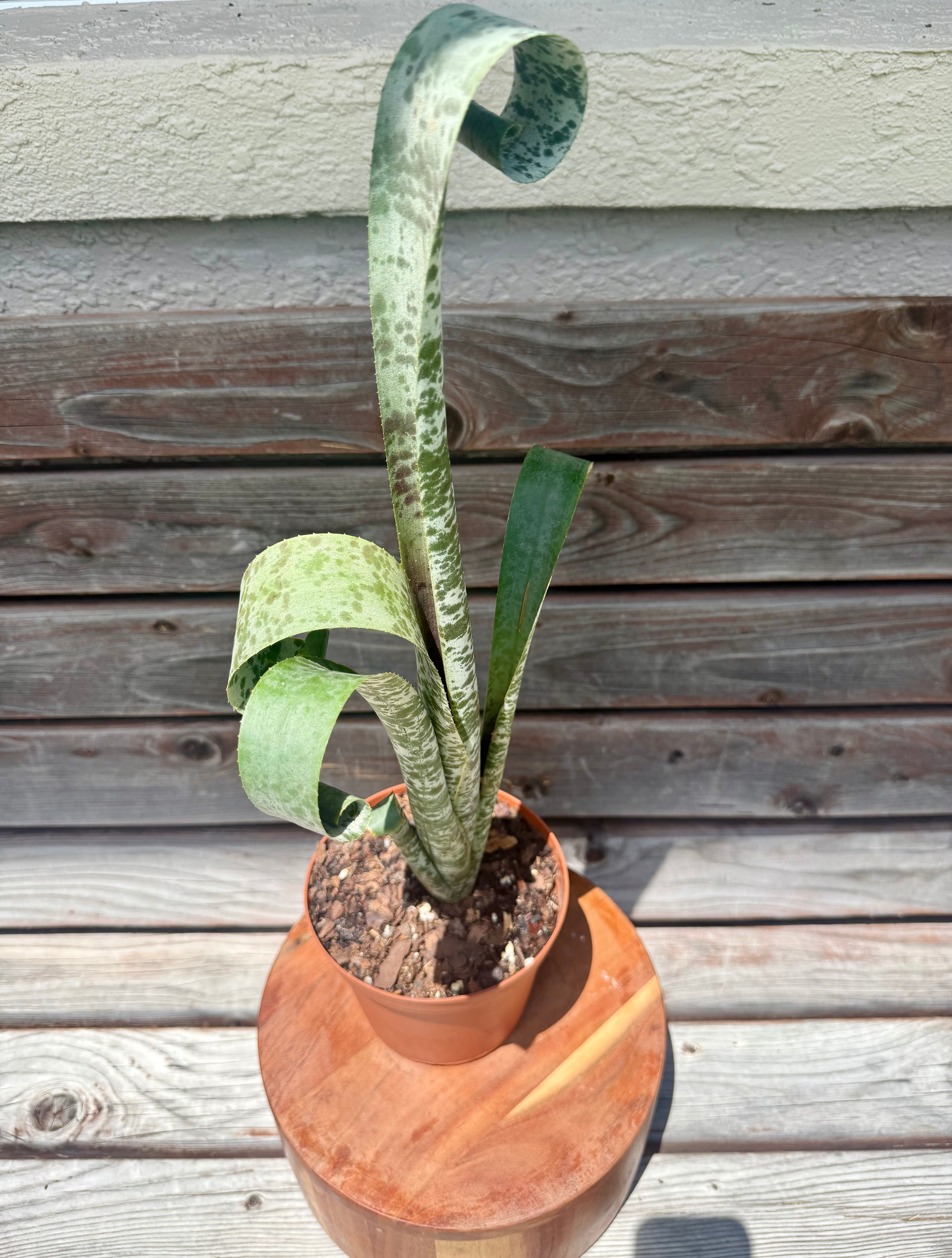 Quesnelia Tim Plowman Bromeliad