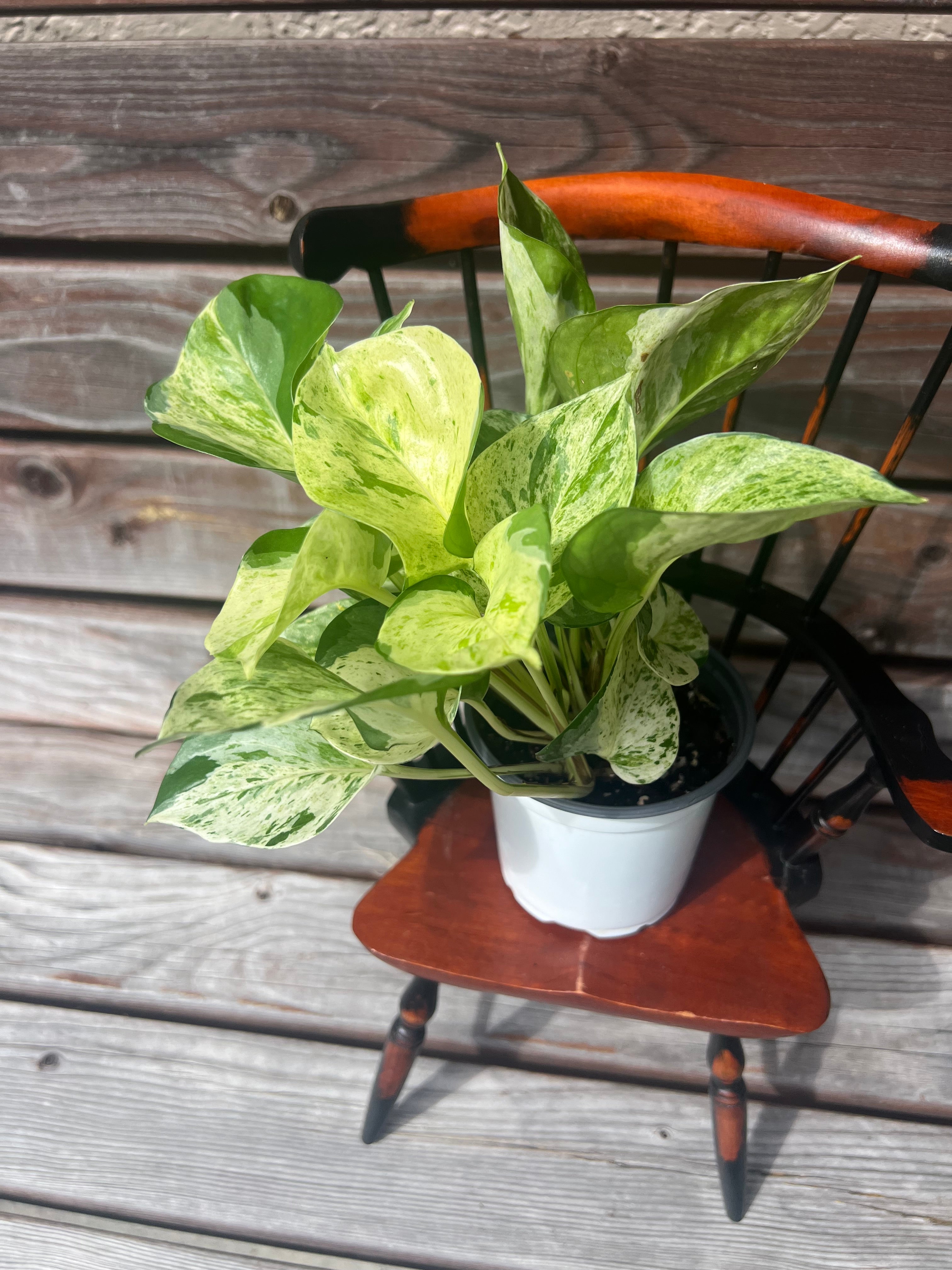 Manjula Pothos aka Pothos Epipremnum aureum 'Manjula' ONLY AVAILABLE INSIDE ORANGE BLOSSOM COFFEE