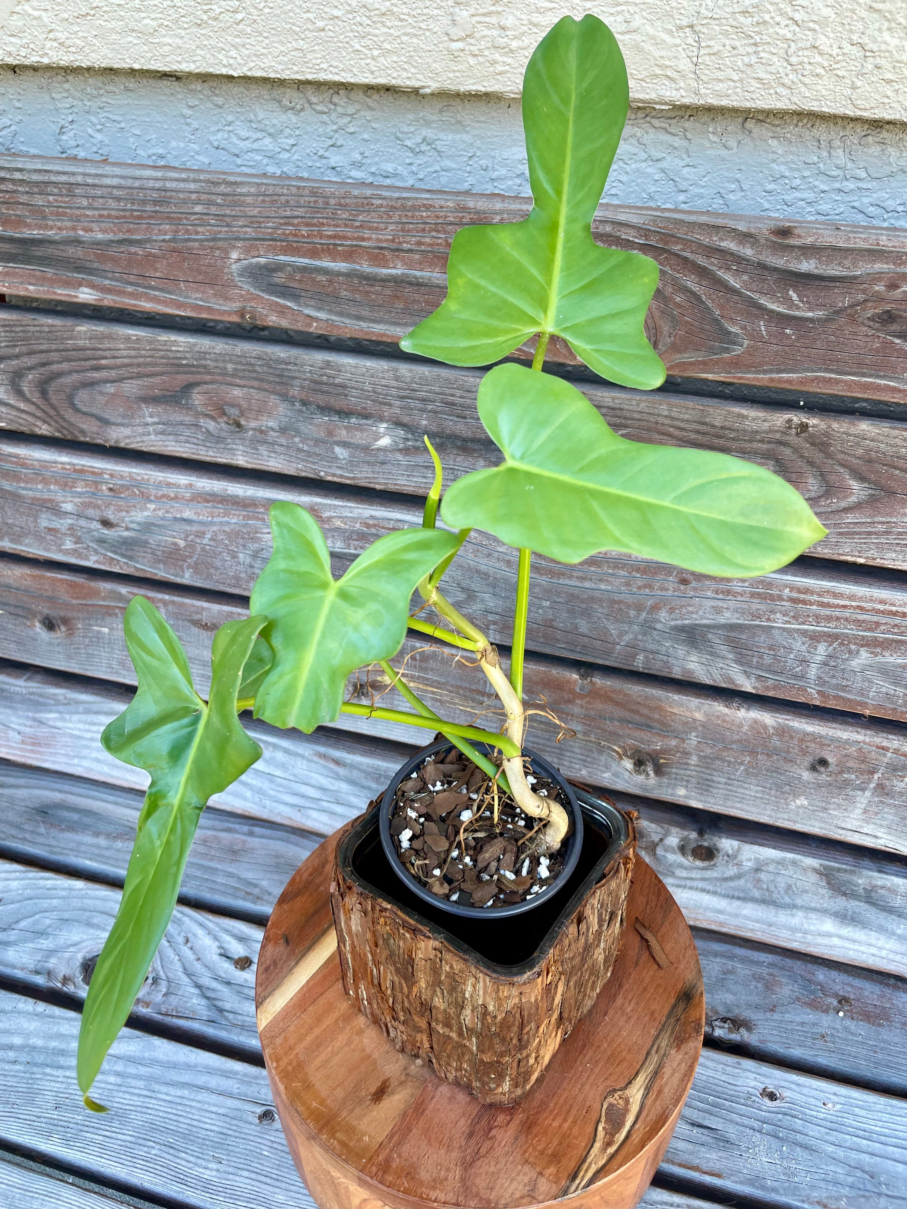 Philodendron bipennifolium (horse head) - ONLY AVAILABLE AT ORANGE BLOSSOM COFFEE