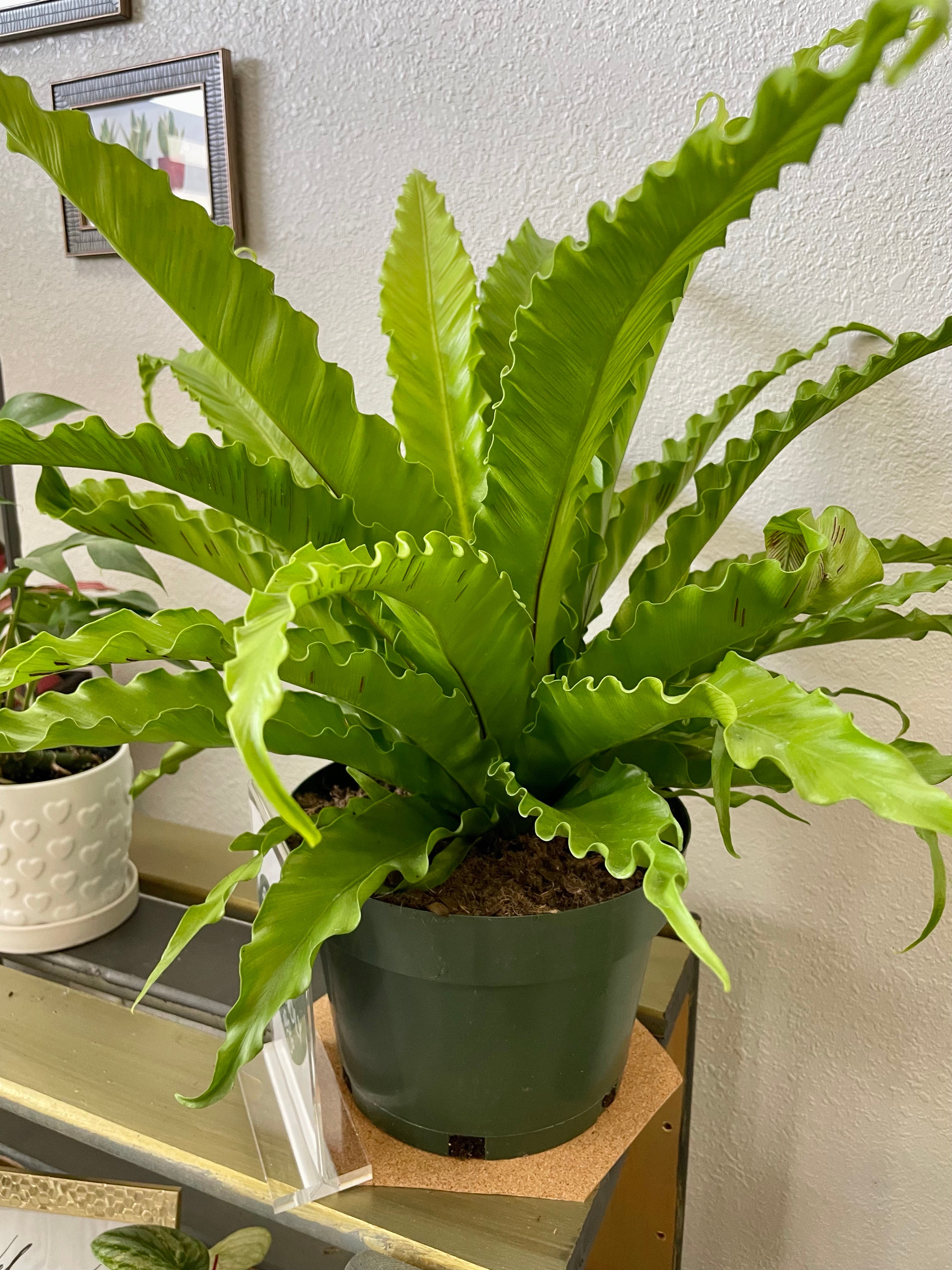 Victoria Fern in 8-inch aka Asplenium Antiquum 'Victoria' – Scott's Exotic  Plants