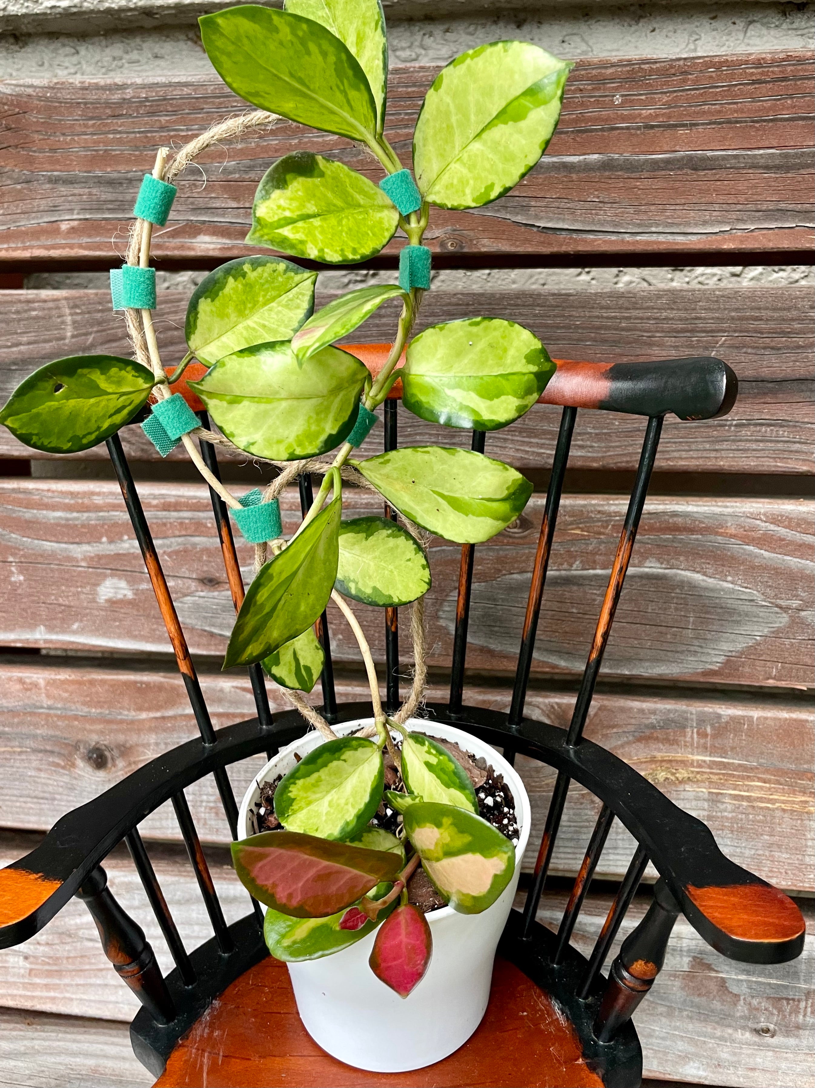 Hoya Australis Lisa in 5 inch pot aka Hoya australis  'Lisa'- ONLY AVAILABLE AT ORANGE BLOSSOM COFFEE