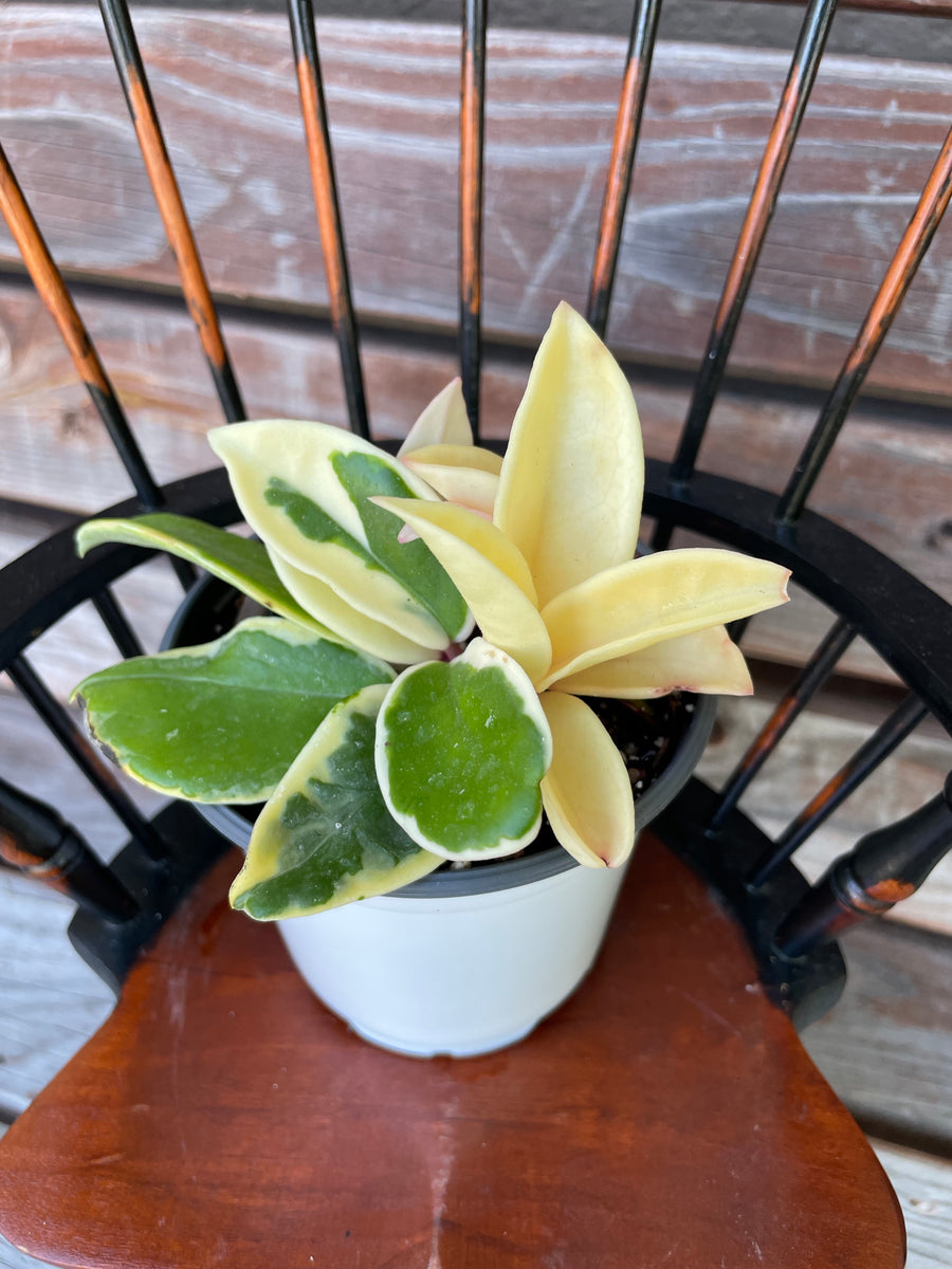 Hoya Carnosa Krimson Queen Tricolor in 4-inch pot- ONLY AVAILABLE AT M ...