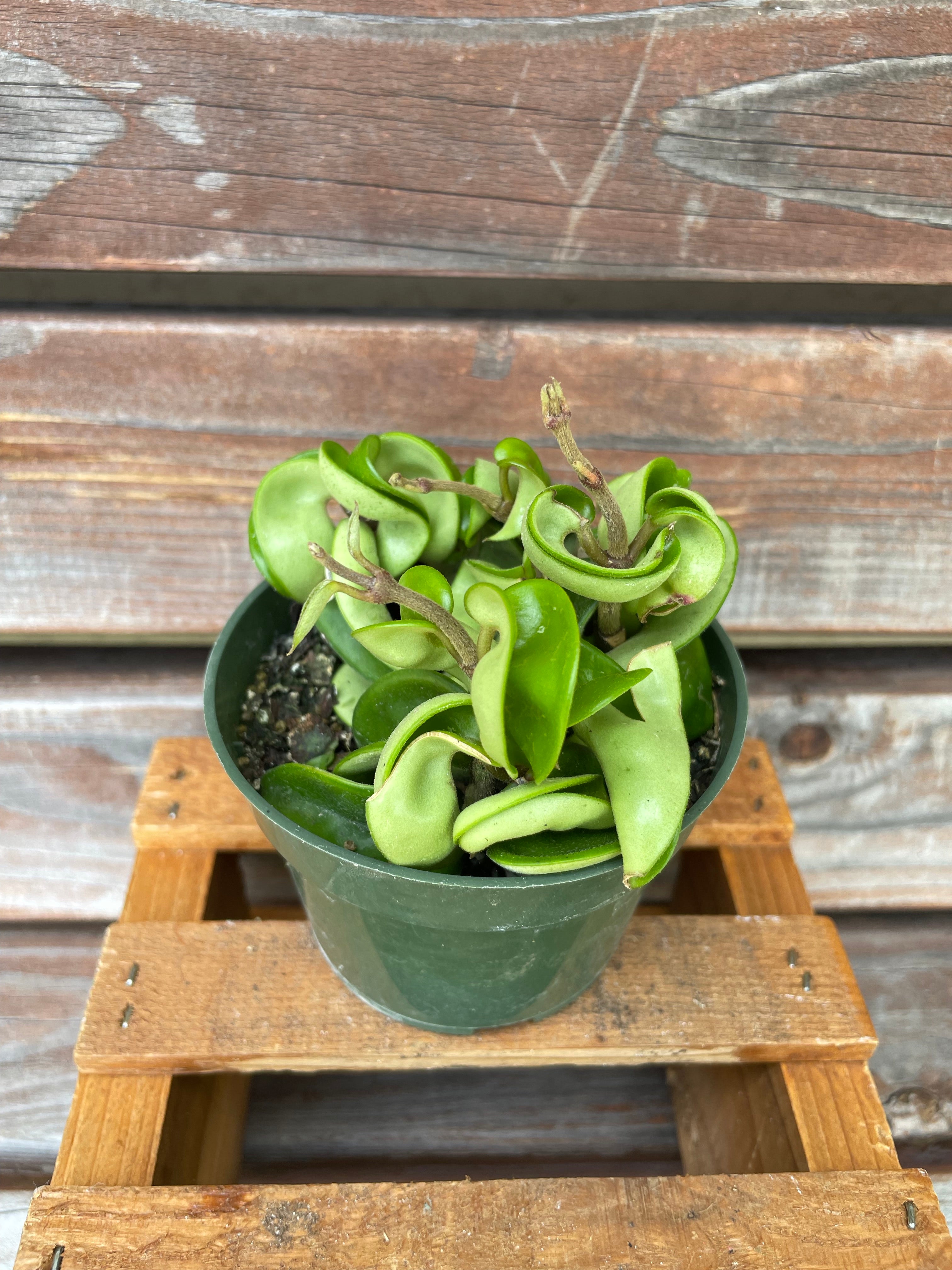 Hoya carnosa compacta aka Hindu Rope – Scott’s Exotic Plants