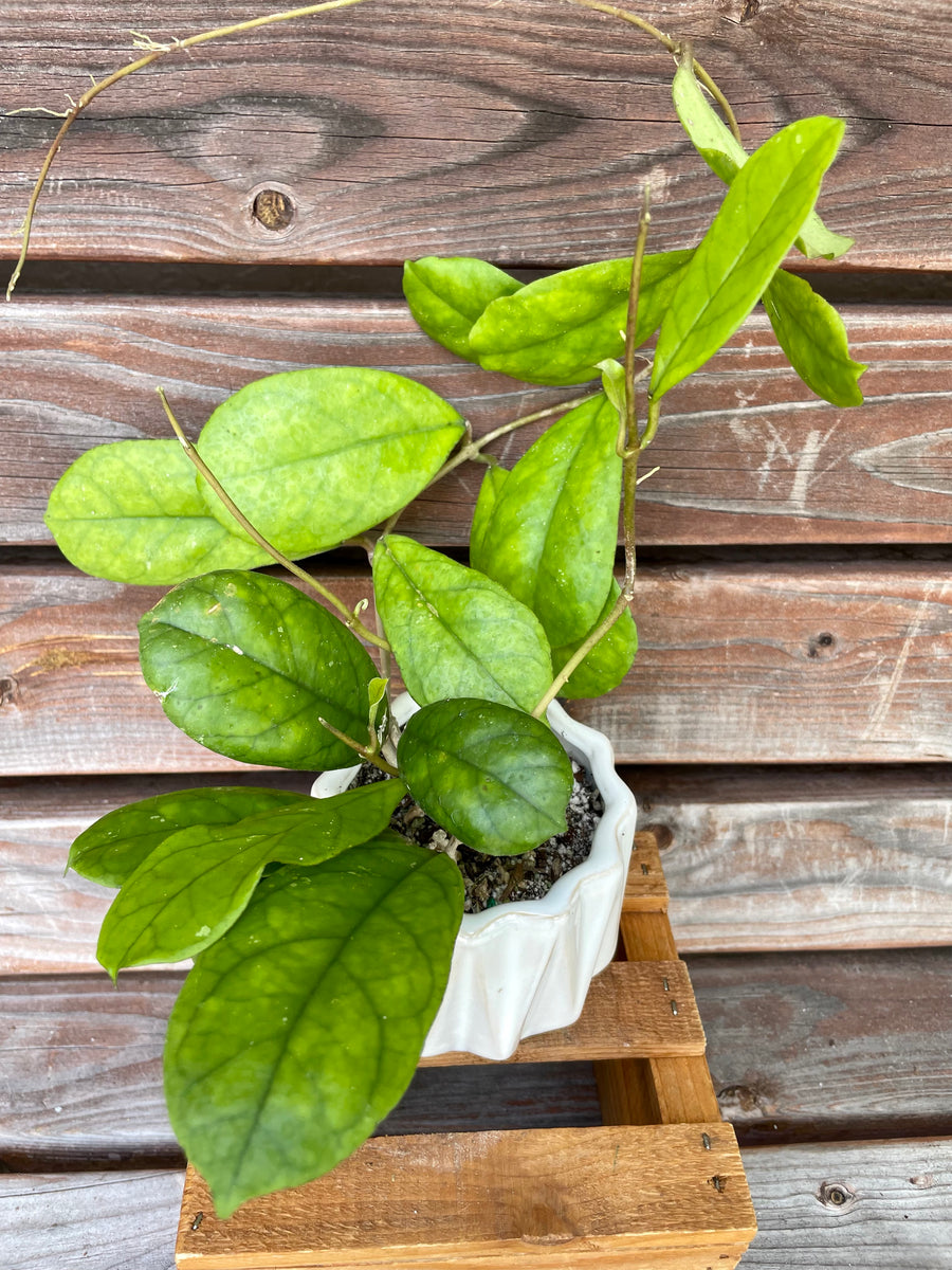 Hoya RB Dick EPC 196 in white ceramic pot – Scott’s Exotic Plants