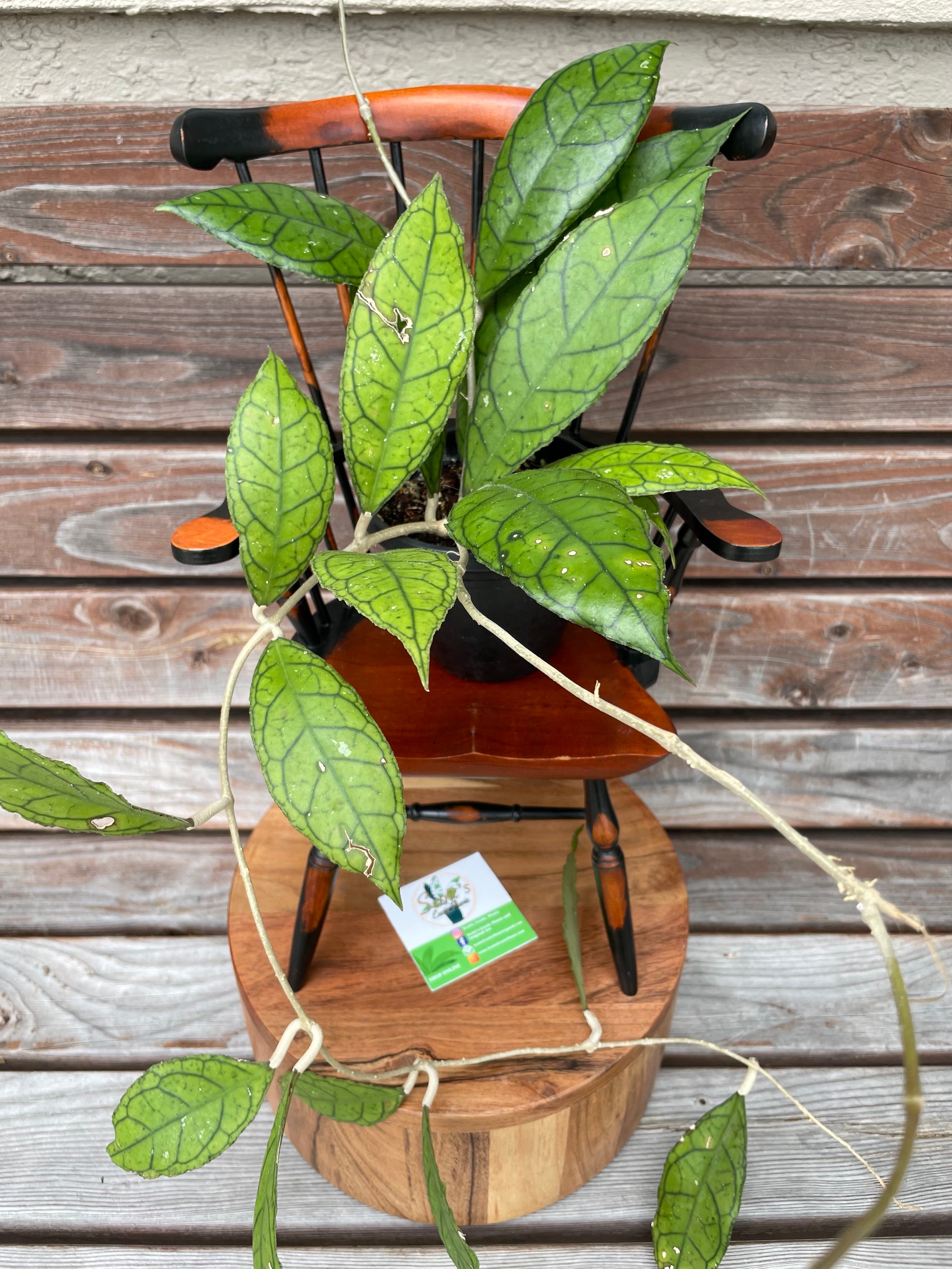 Hoya Callistophylla- ONLY AVAILABLE INSIDE ORANGE BLOSSOM COFFEE