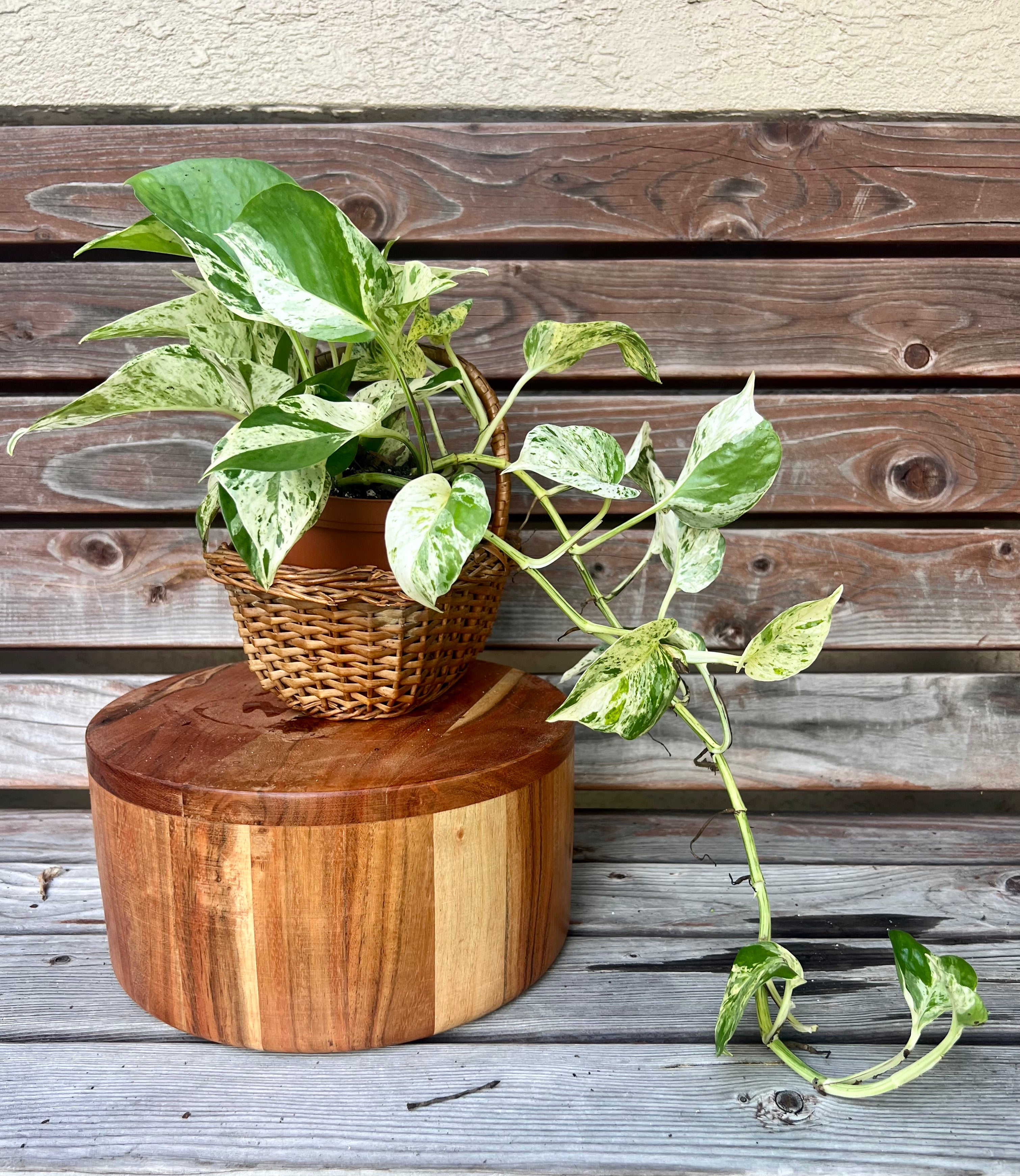 Marble Queen Pothos ONLY AVAILABLE INSIDE MUDSLIDE COFFEE