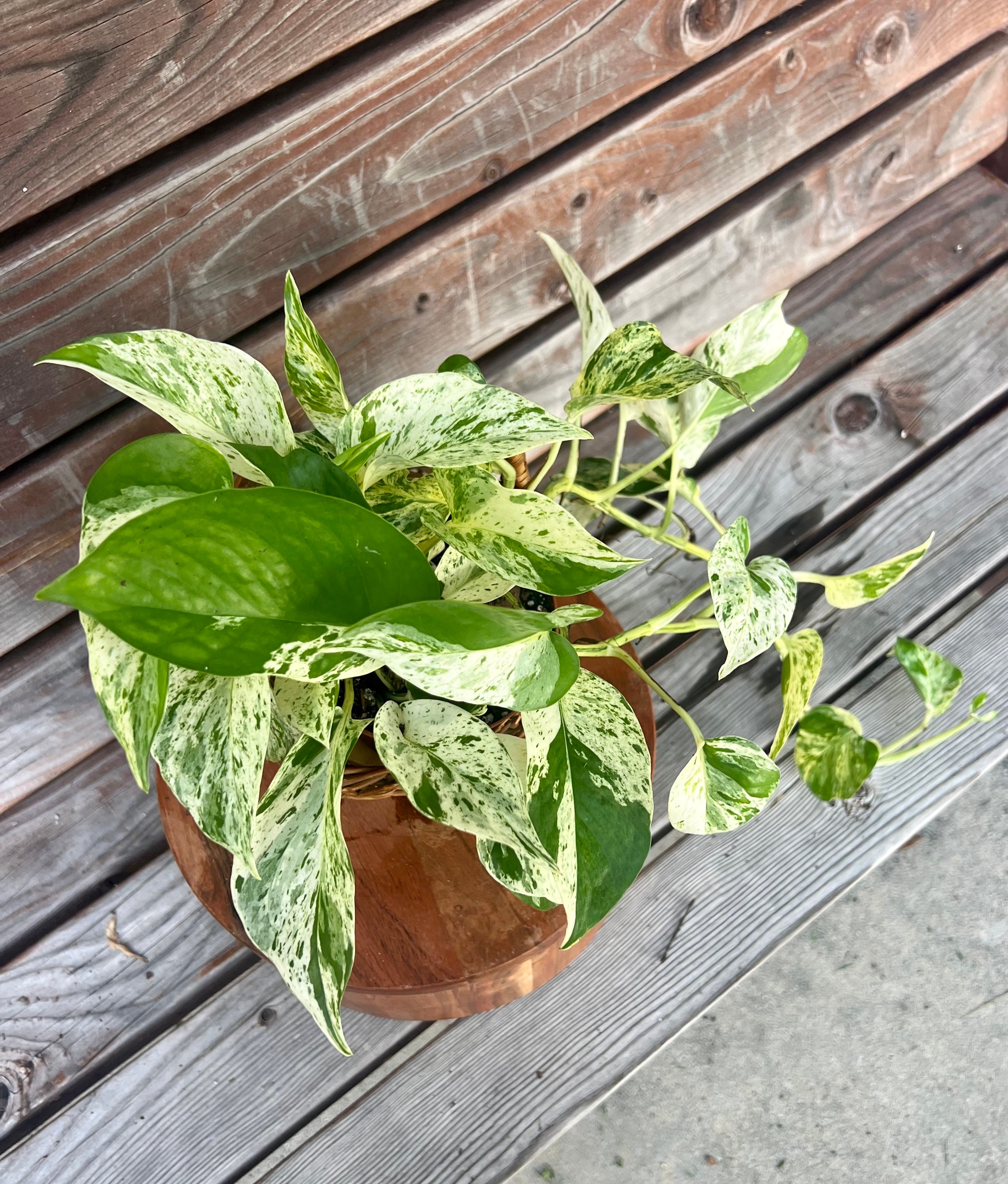 Marble Queen Pothos ONLY AVAILABLE INSIDE MUDSLIDE COFFEE