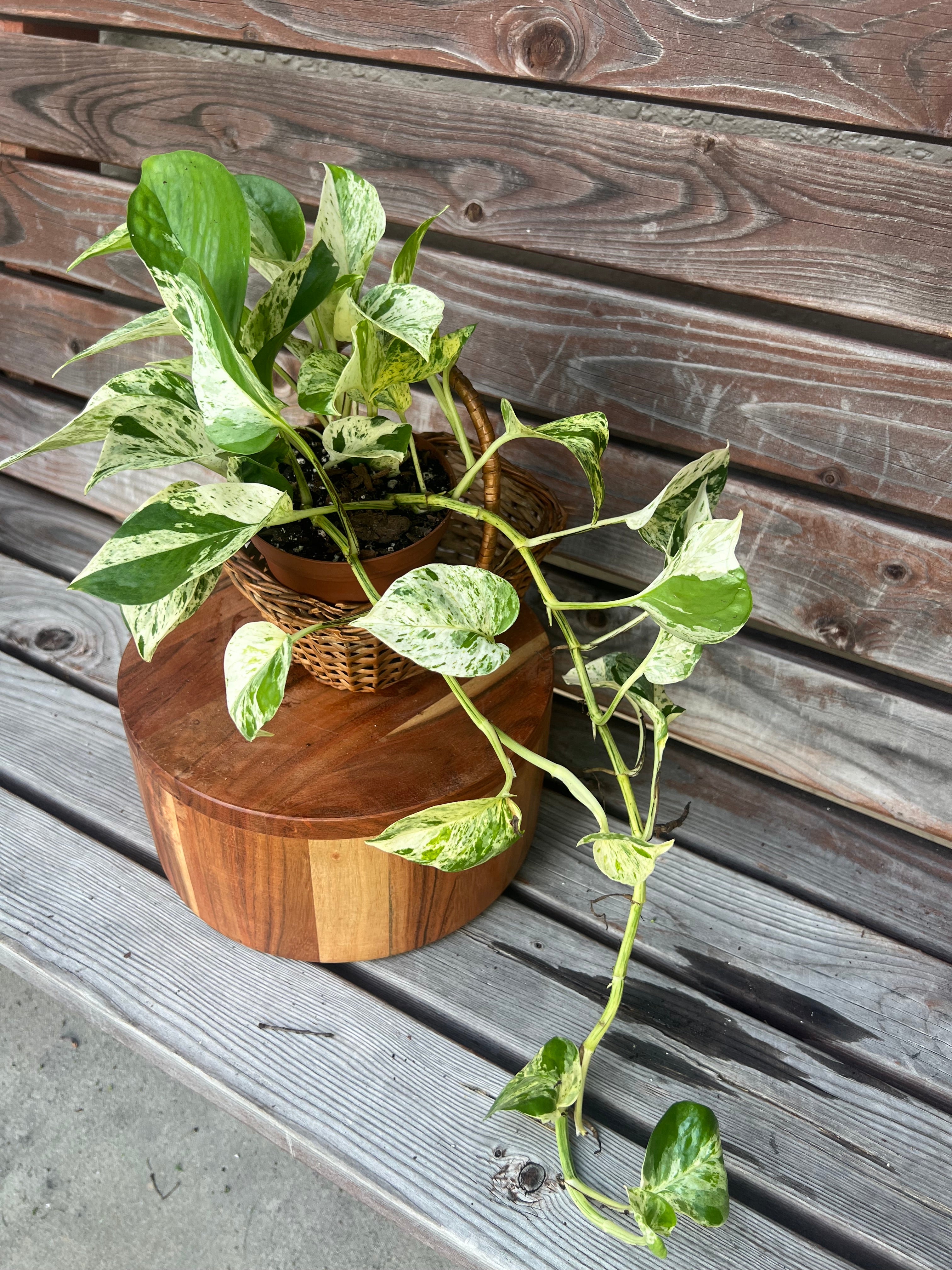 Marble Queen Pothos ONLY AVAILABLE INSIDE MUDSLIDE COFFEE