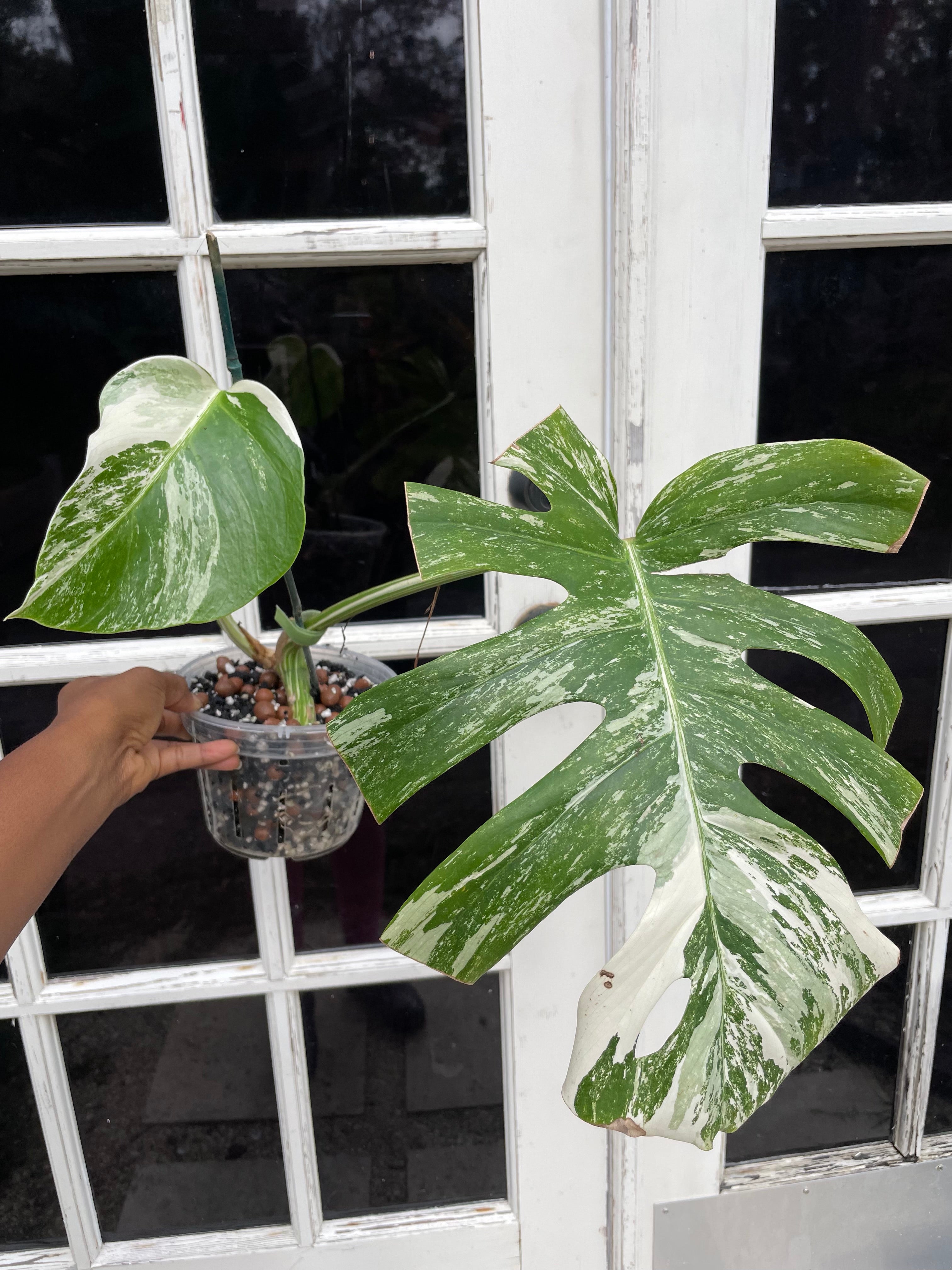 Monstera Borsigiana albo variegated- ONLY AVAILABLE AT MUDSLIDE COFFEE