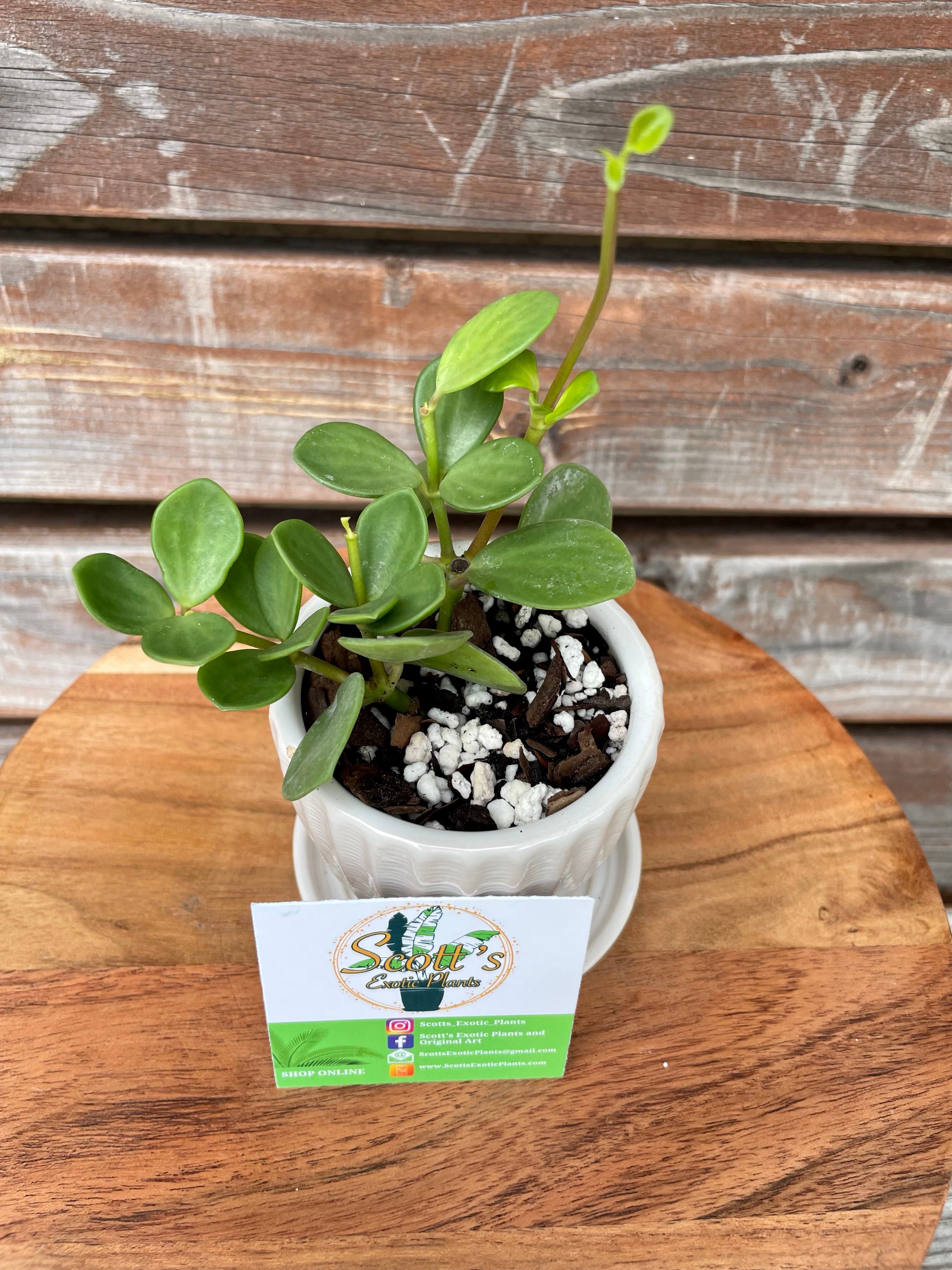 Peperomia Hope in white ceramic pot- ONLY AVAILABLE INSIDE ORANGE BLOSSOM COFFEE
