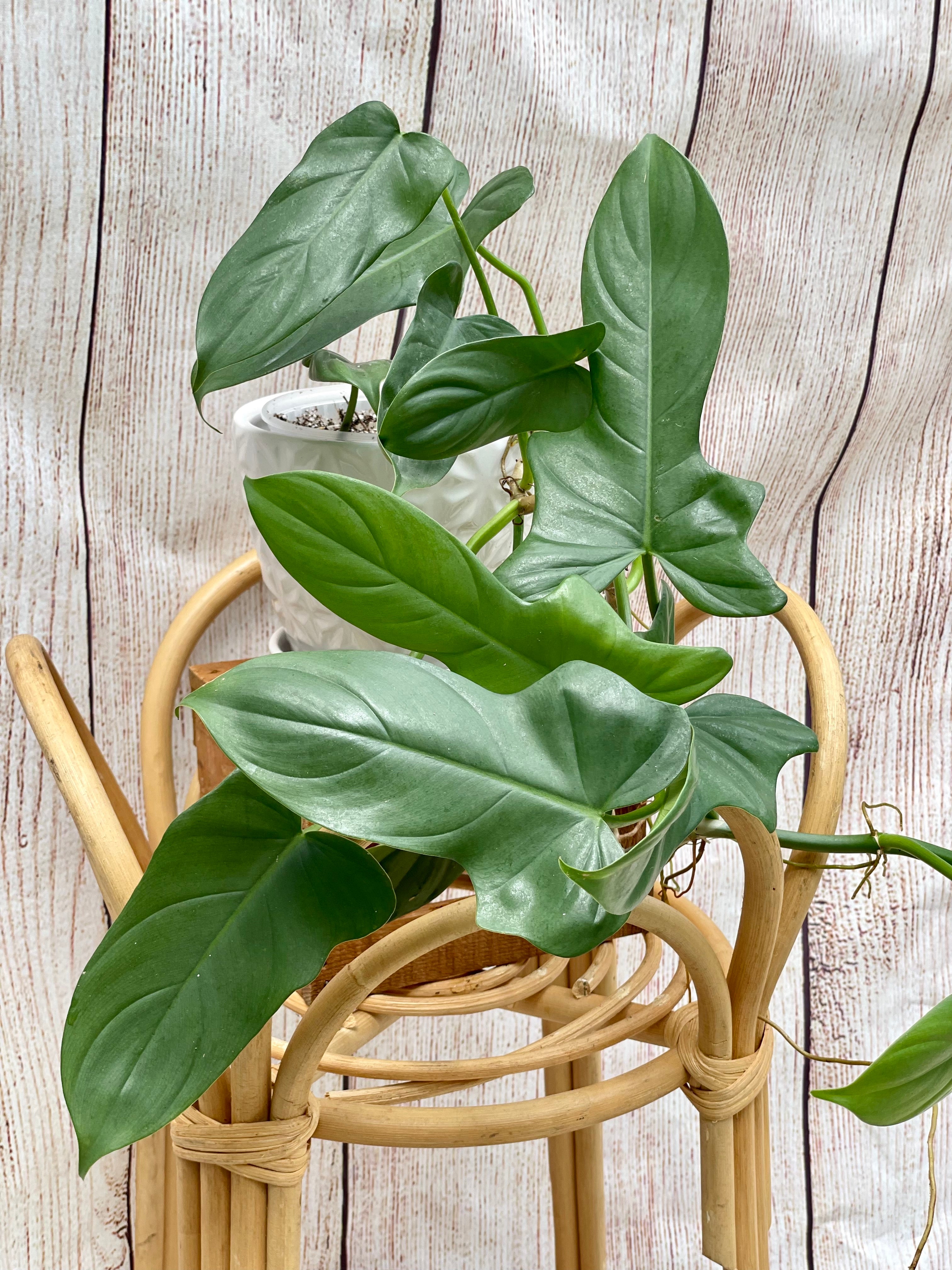 Philodendron Bipennifolium (Horsehead) in ceramic pot  Scott's Exotic  Plants