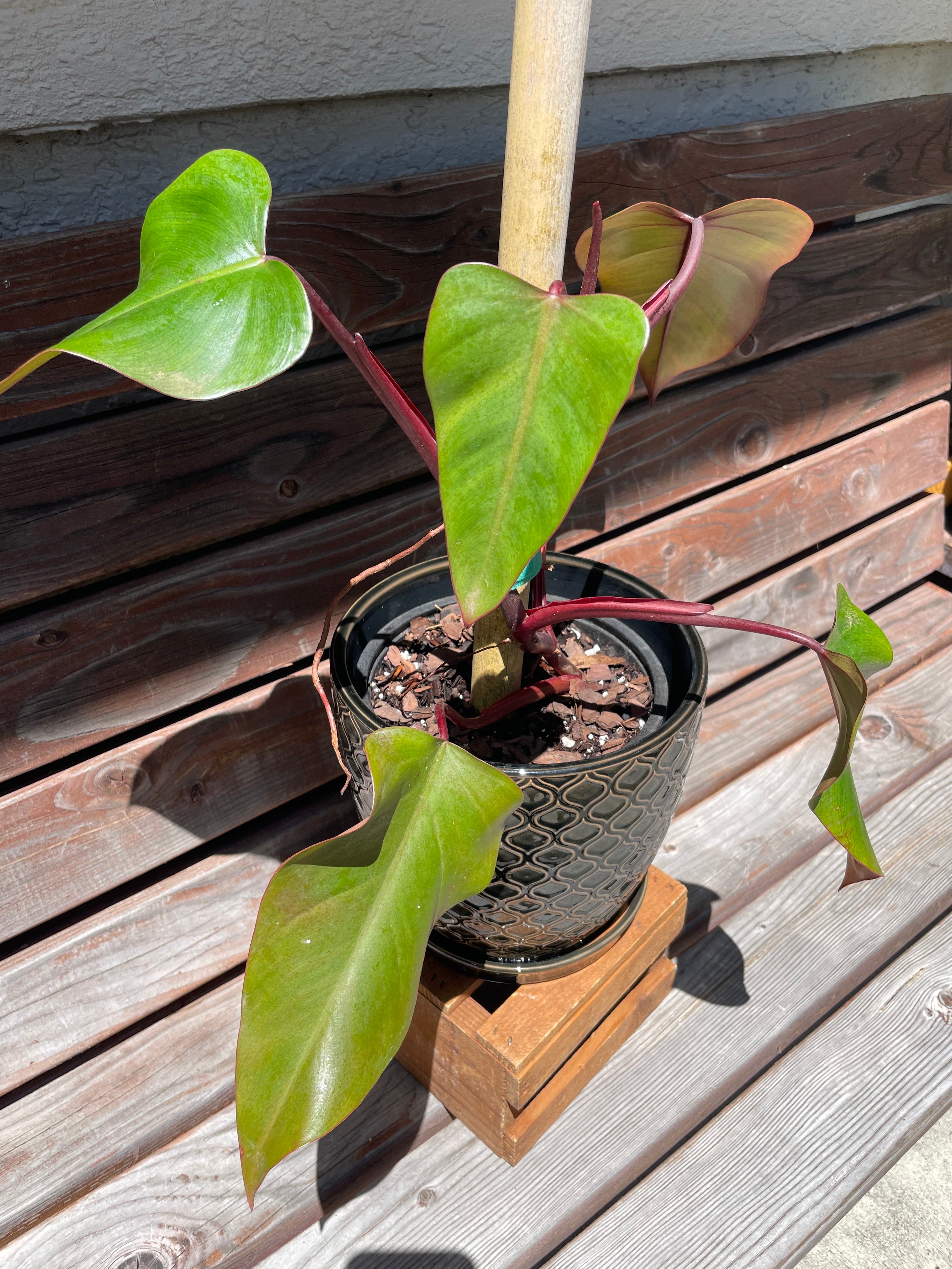 dark lord philodendron Philodendron Dark Lord- ONLY AVAILABLE at MUDSLIDE COFFEE – Scott's Exotic Plants
