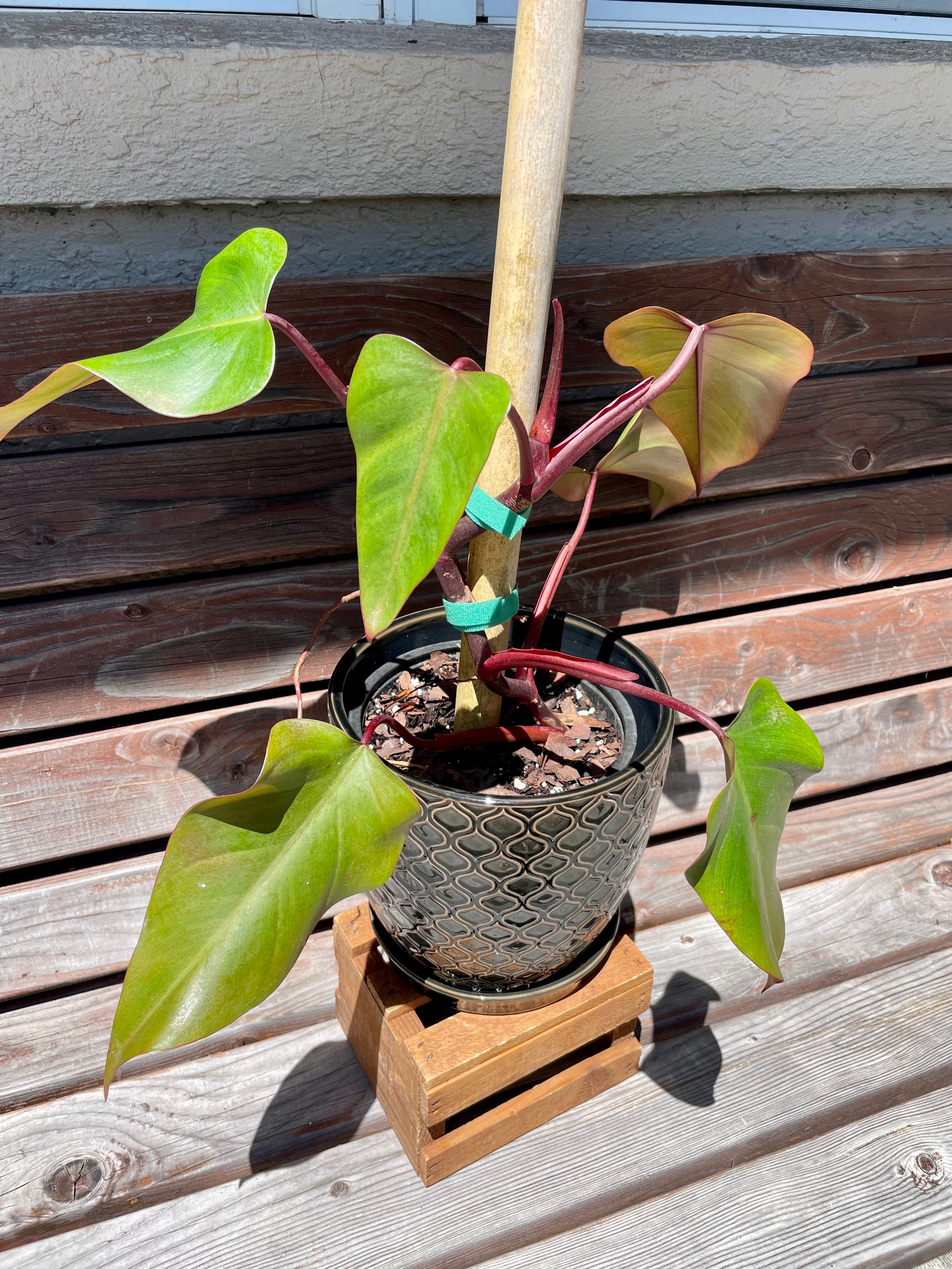 philodendron dark leaf Philodendron Dark Lord- ONLY AVAILABLE at MUDSLIDE COFFEE – Scott's Exotic Plants