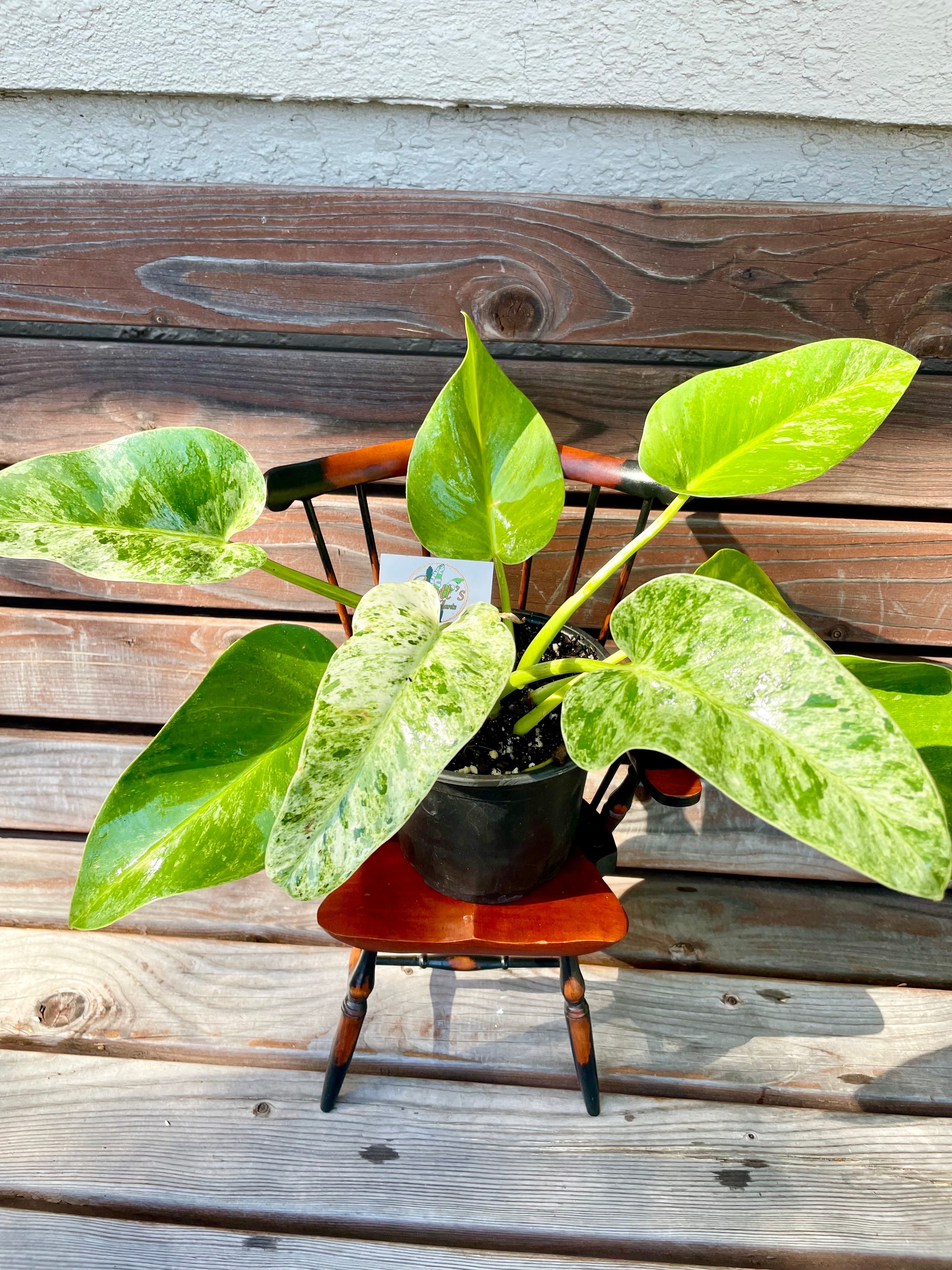 philodendron coffee Philodendron Giganteum Blizzard- ONLY AVAILABLE AT MUDSLIDE COFFEE