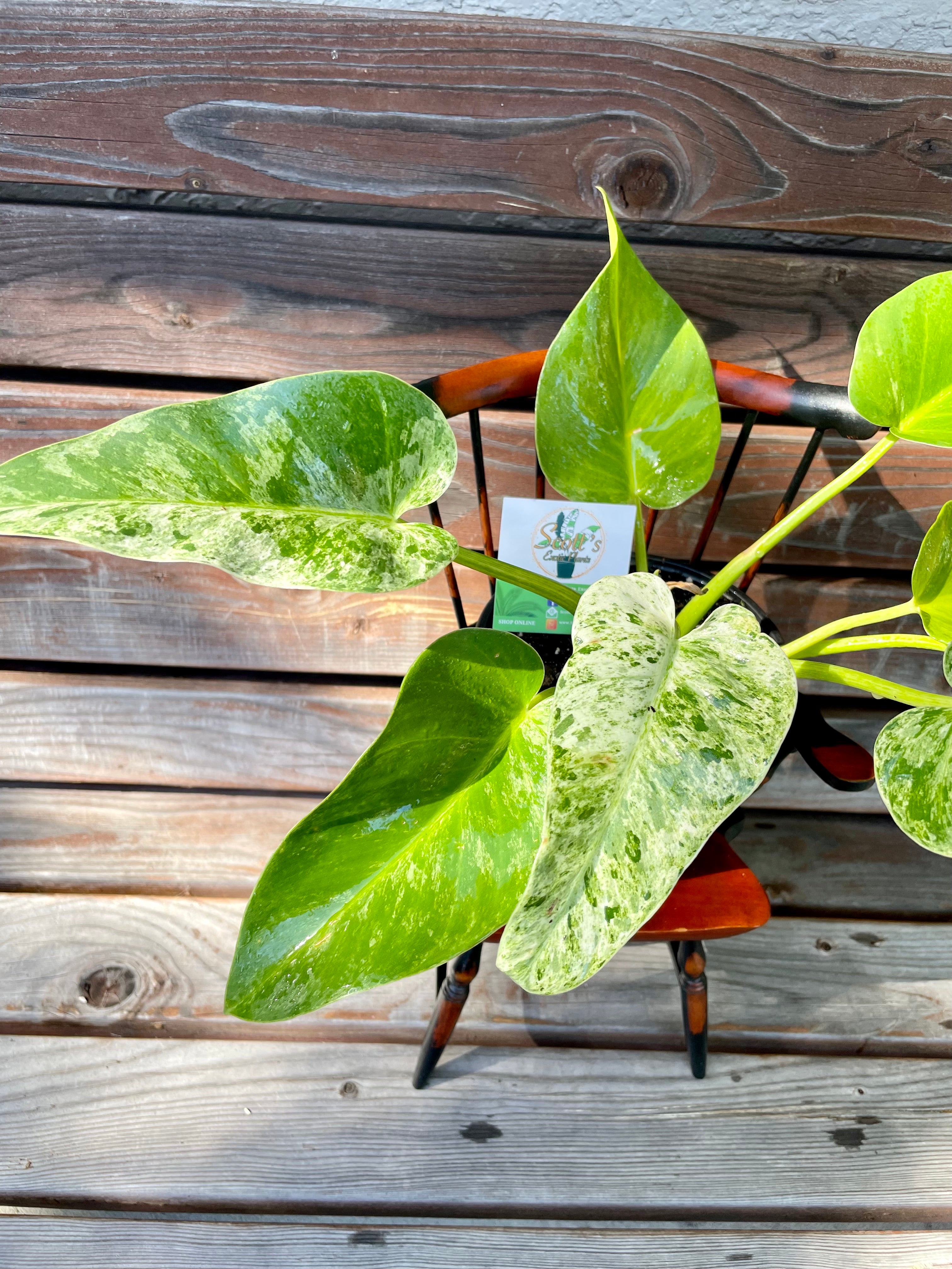 philodendron giganteum blizzard care Philodendron Giganteum Blizzard- ONLY AVAILABLE AT MUDSLIDE COFFEE