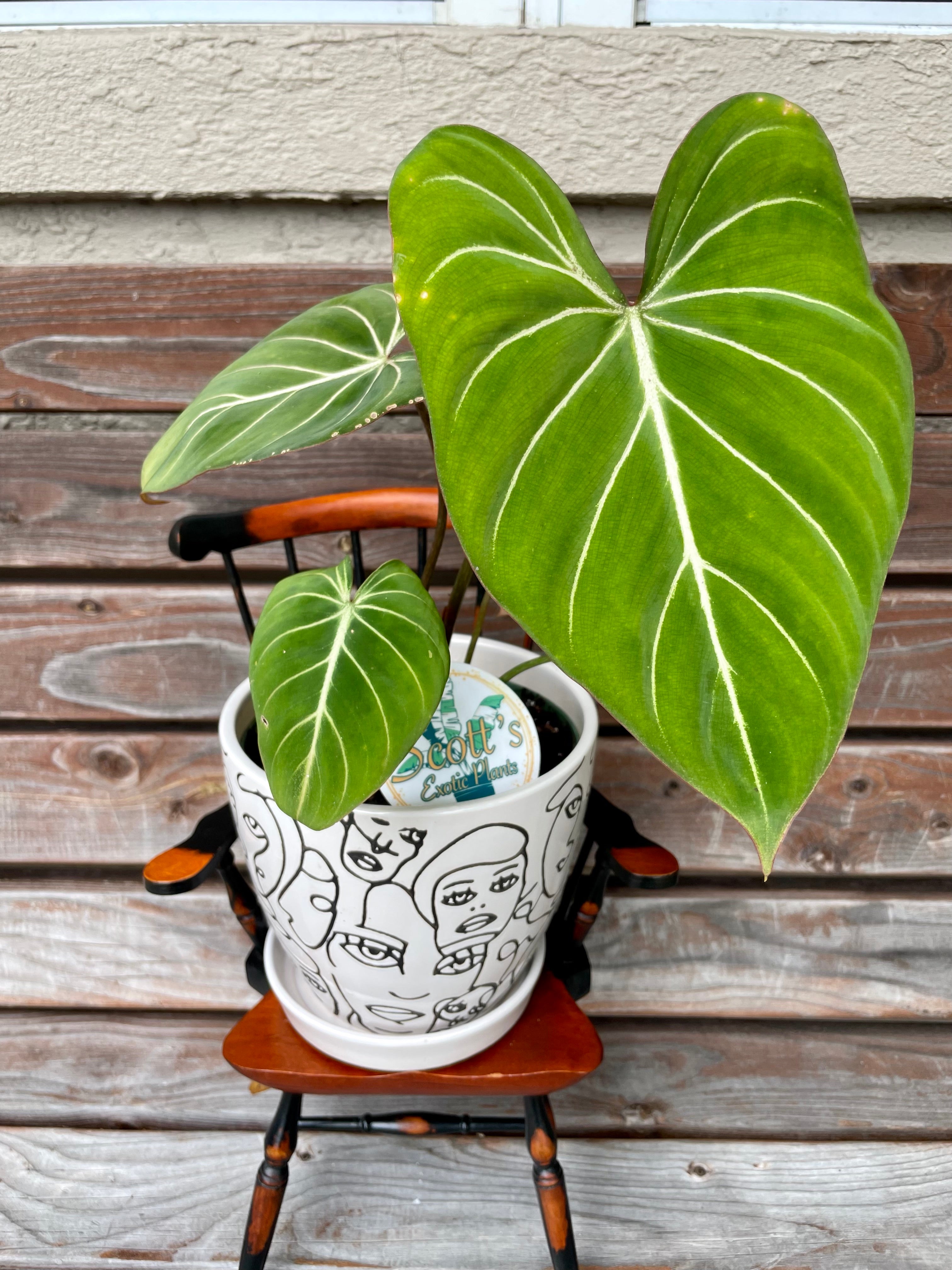Philodendron Gloriosum in faces themed ceramic pot- ONLY AVAILABLE INSIDE BANYAN COFFEE