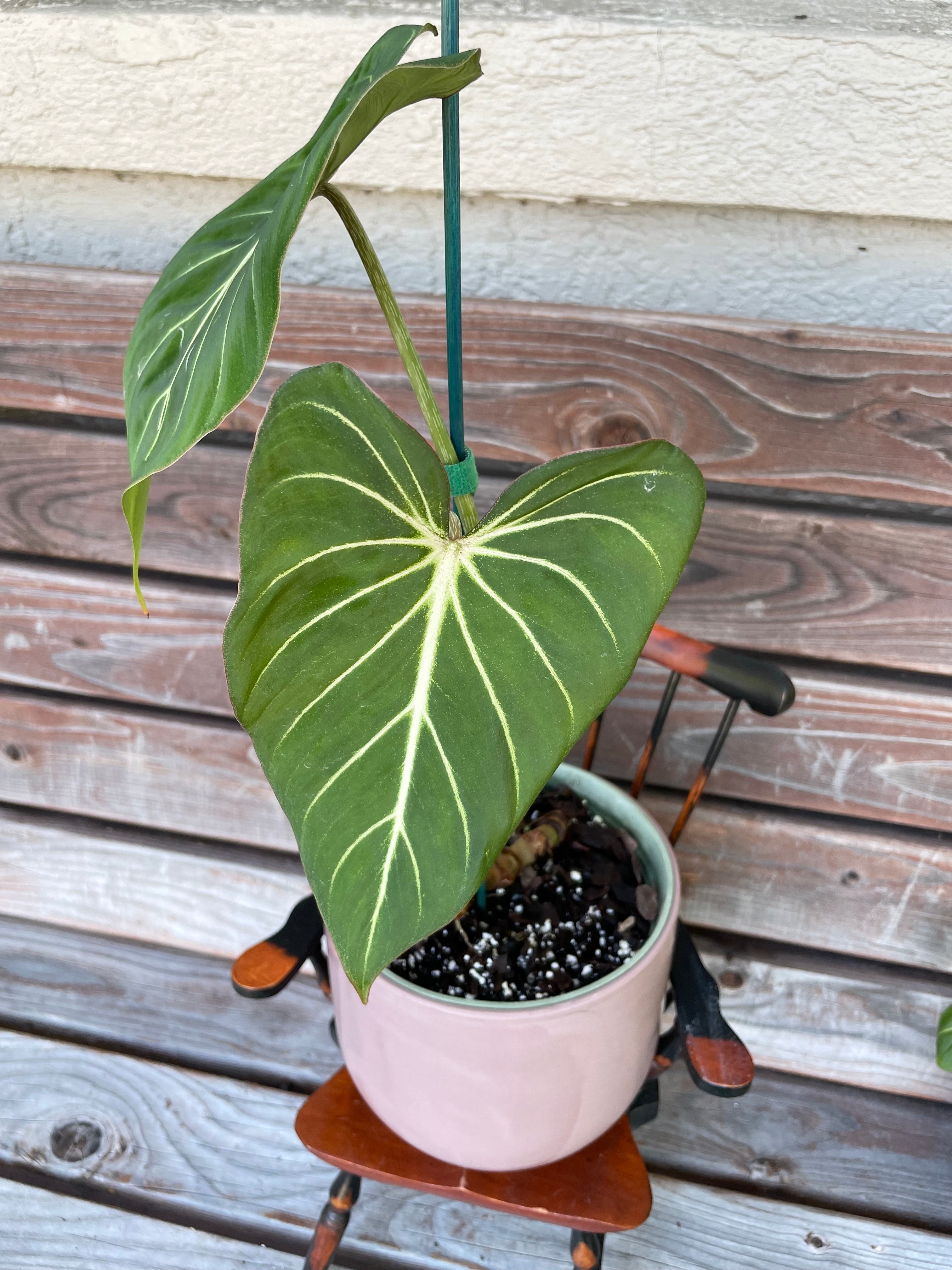 Philodendron Gloriosum in ceramic pot- ONLY AVAILABLE INSIDE MUDSLIDE COFFEE