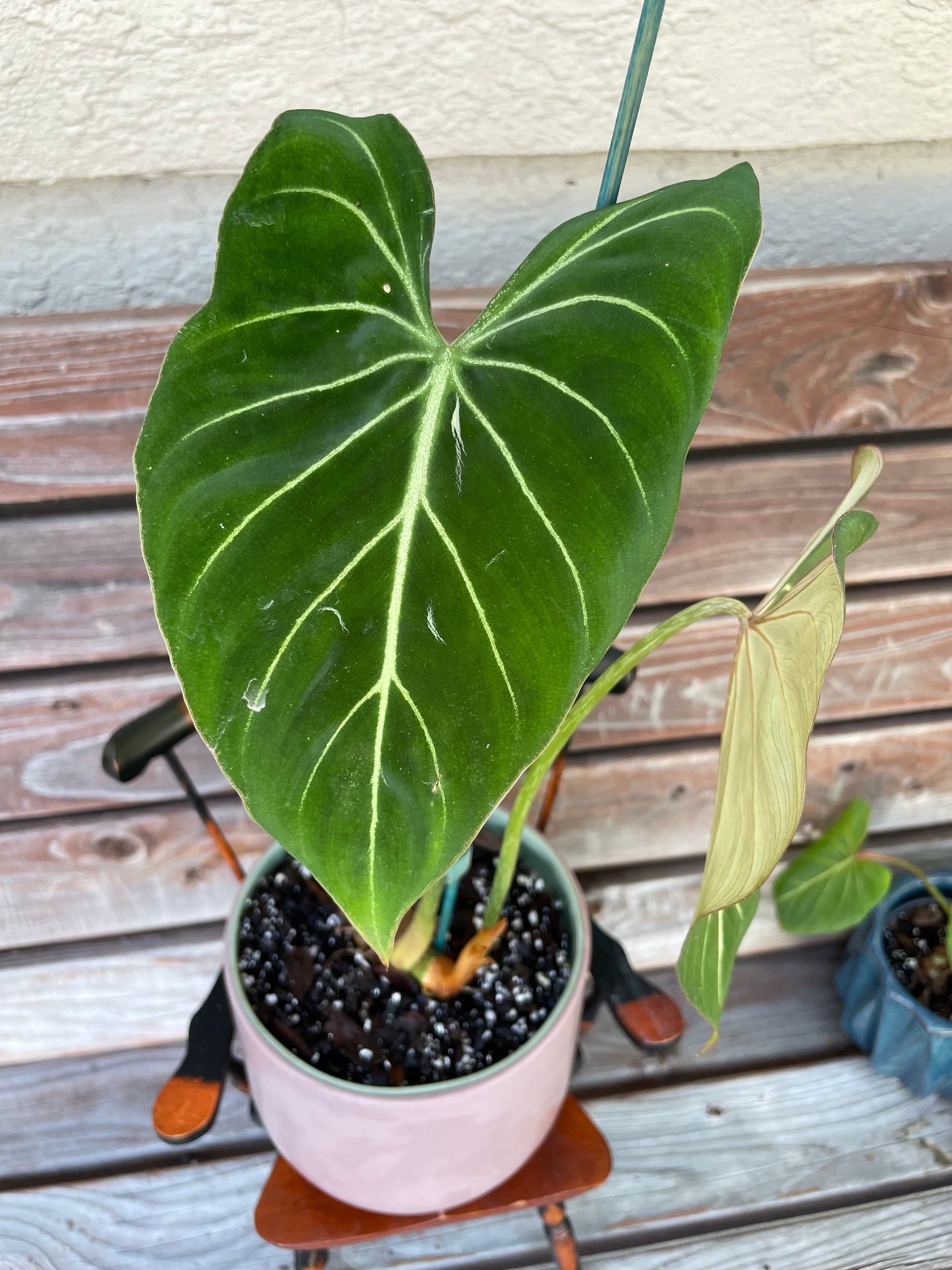Philodendron Gloriosum in ceramic pot- ONLY AVAILABLE INSIDE MUDSLIDE COFFEE